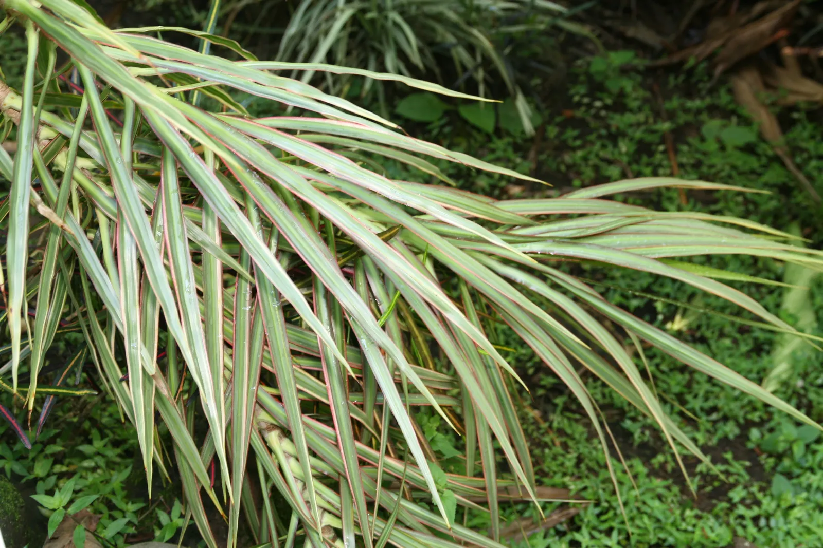 Red-Edged Dracaena (Dracaena Marginata) — removing indoor pollutants and improving air quality.<br><br>When designing a space; tolerant to occasional neglect