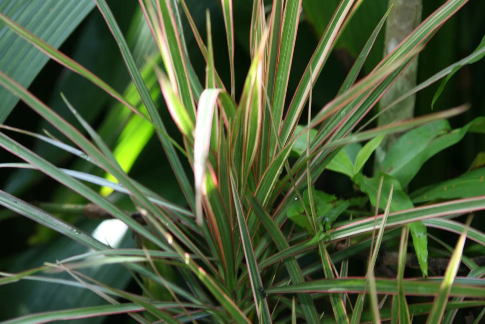 Red-Edged Dracaena (Dracaena Marginata) — Mature specimens can reach heights of 10 to 15 feet with a spread of 3 to 8 feet; this plant is, image 84