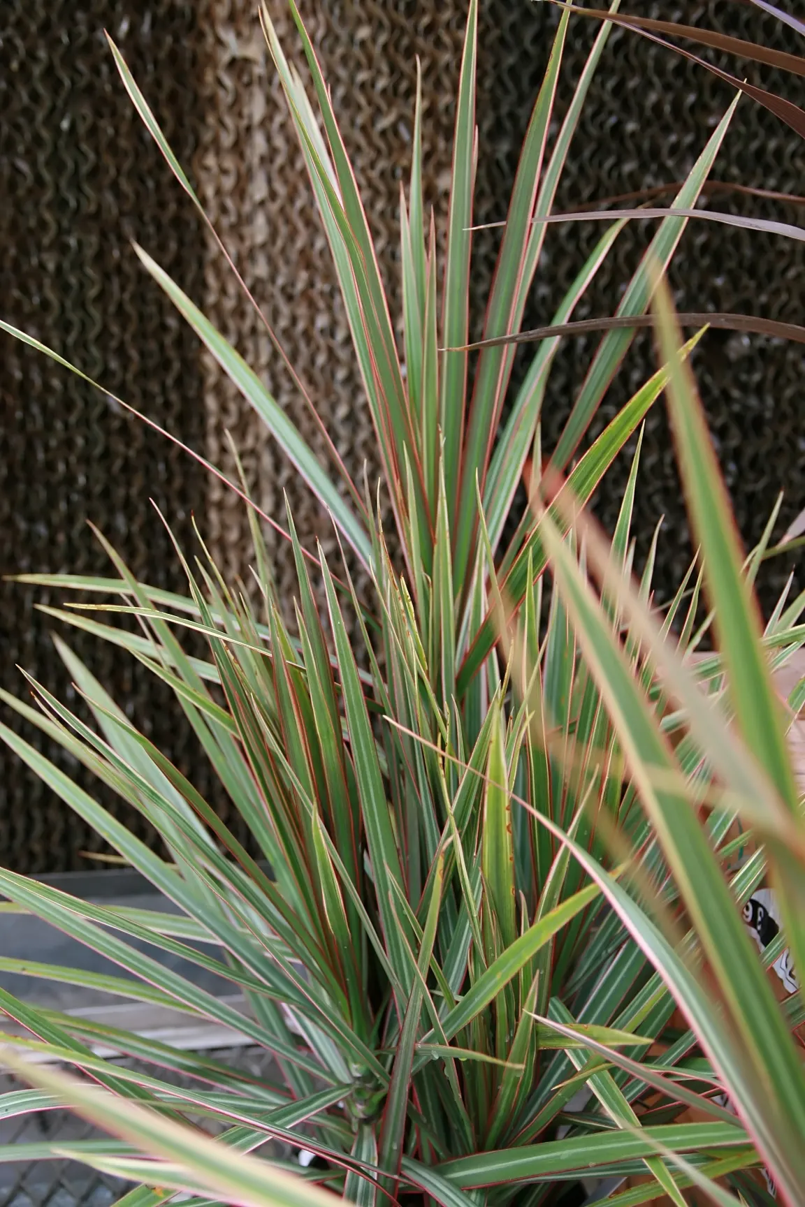 Red-Edged Dracaena (Dracaena Marginata) — removing indoor pollutants and improving air quality.<br><br>When designing a space; tolerant to, image 68