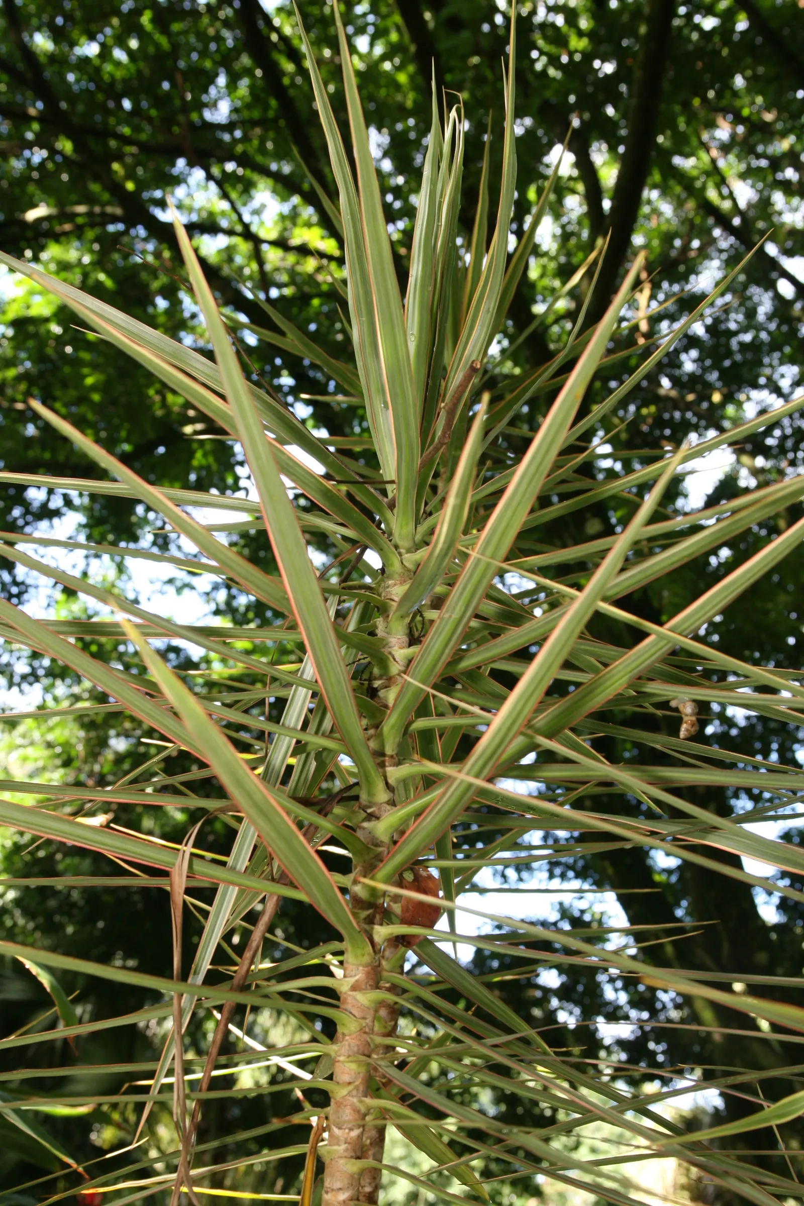 Red-Edged Dracaena (Dracaena Marginata) — removing indoor pollutants and improving air quality.<br><br>When designing a space