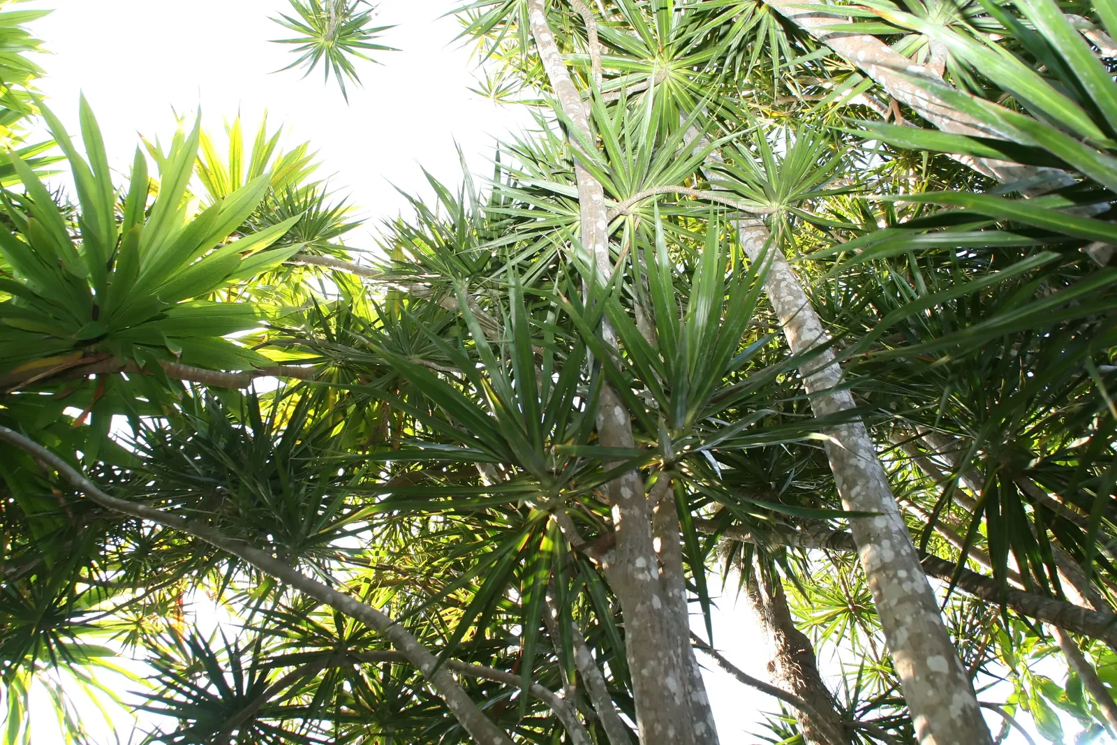 Red-Edged Dracaena (Dracaena Marginata) — imparting an exotic flair to its surroundings; this plant is characterized by its narrow leaves with, image 83