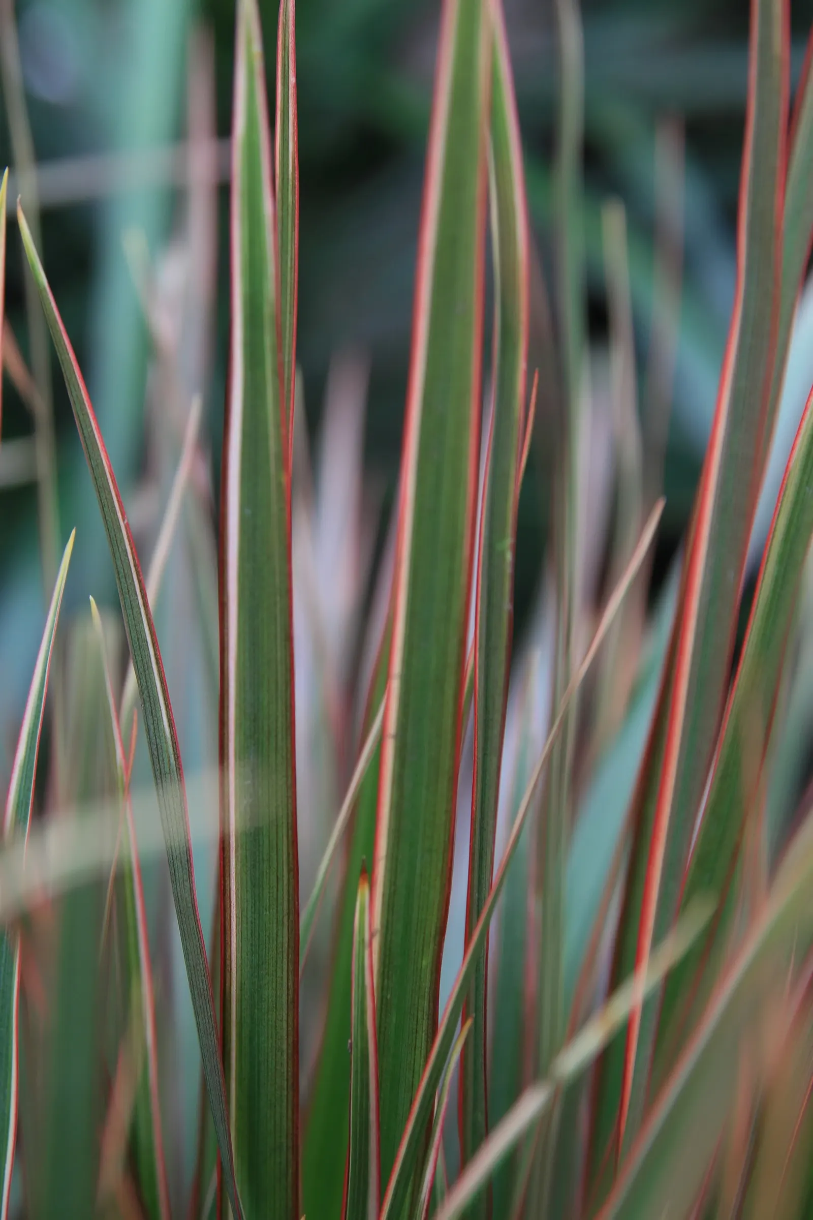 Red-Edged Dracaena (Dracaena Marginata) — although its signature red margins become most pronounced when the plant is placed in bright; creating a, image 62