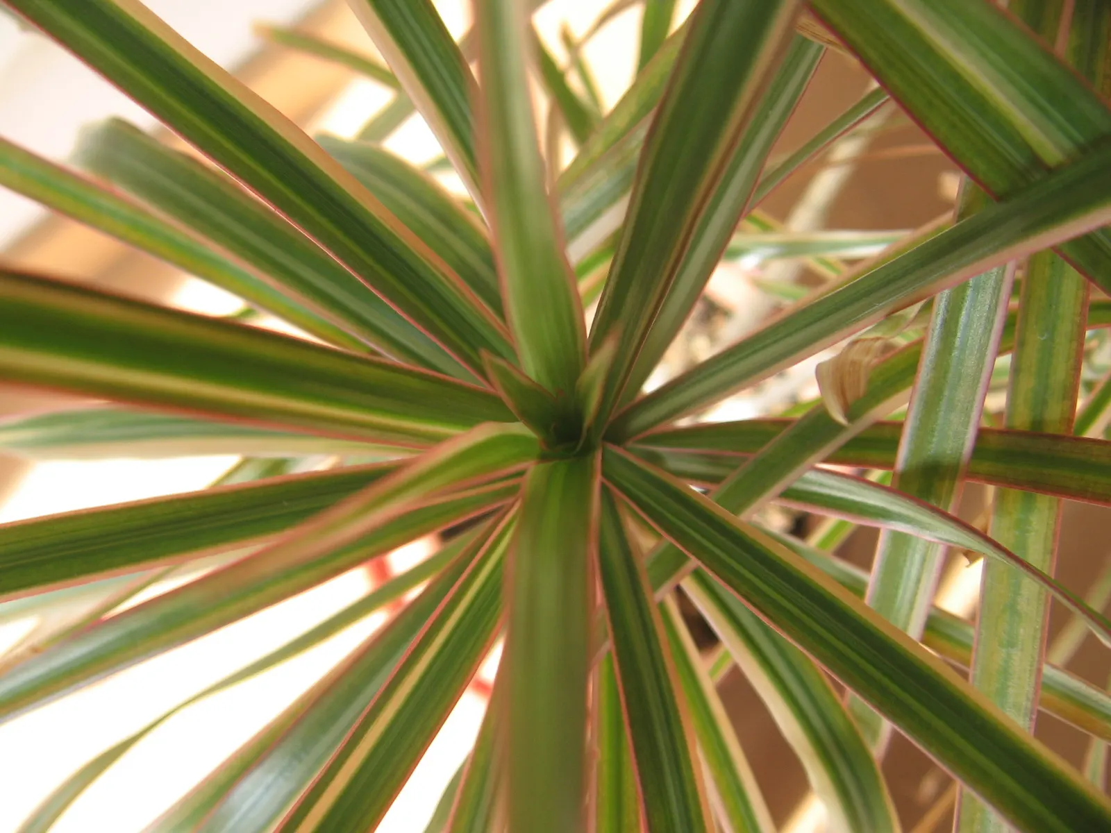 Red-Edged Dracaena (Dracaena Marginata) — Mature specimens can reach heights of 10 to 15 feet with a spread of 3 to 8 feet