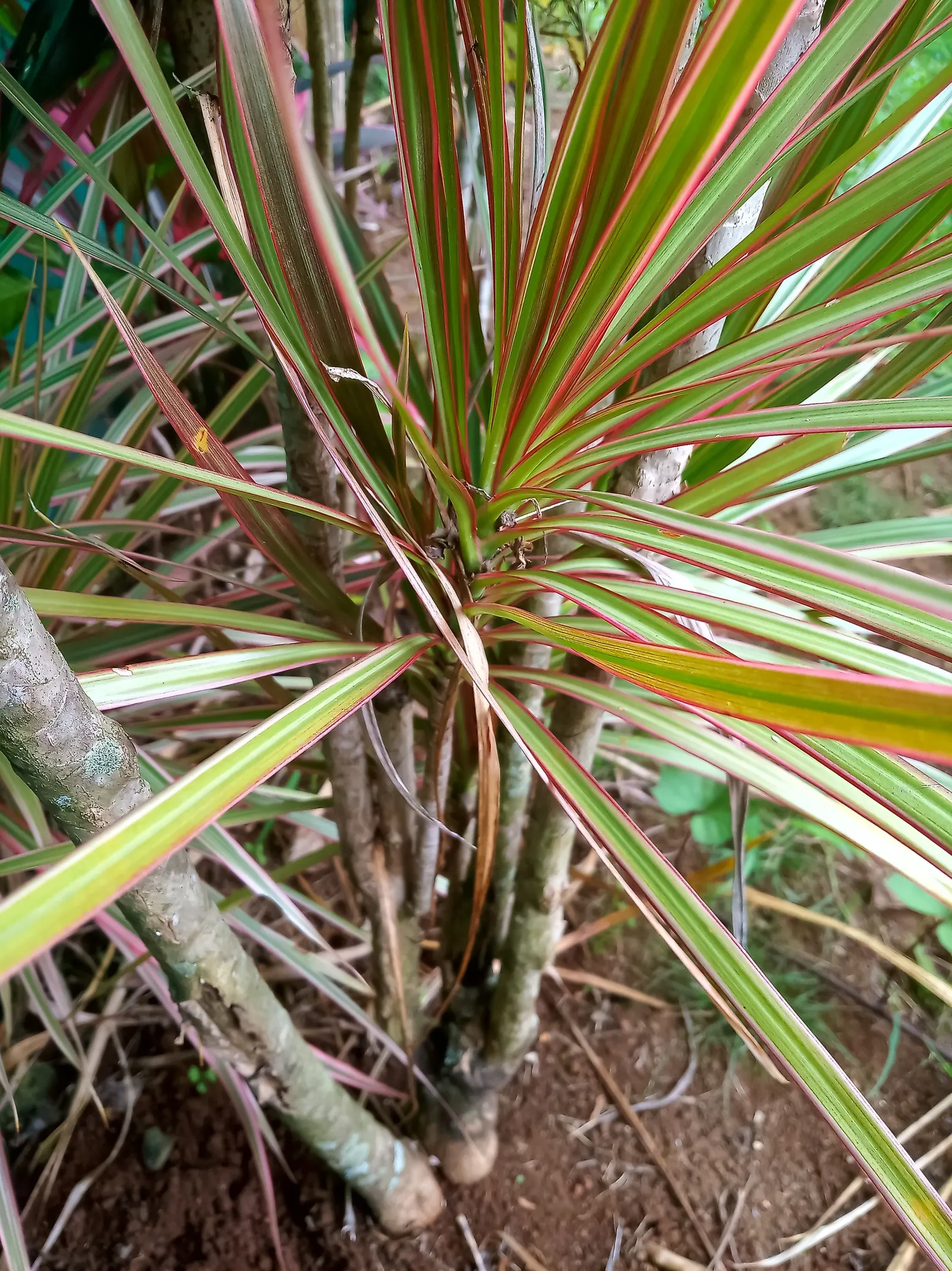 Red-Edged Dracaena (Dracaena Marginata) — is a striking and durable addition to any landscape or interior setting