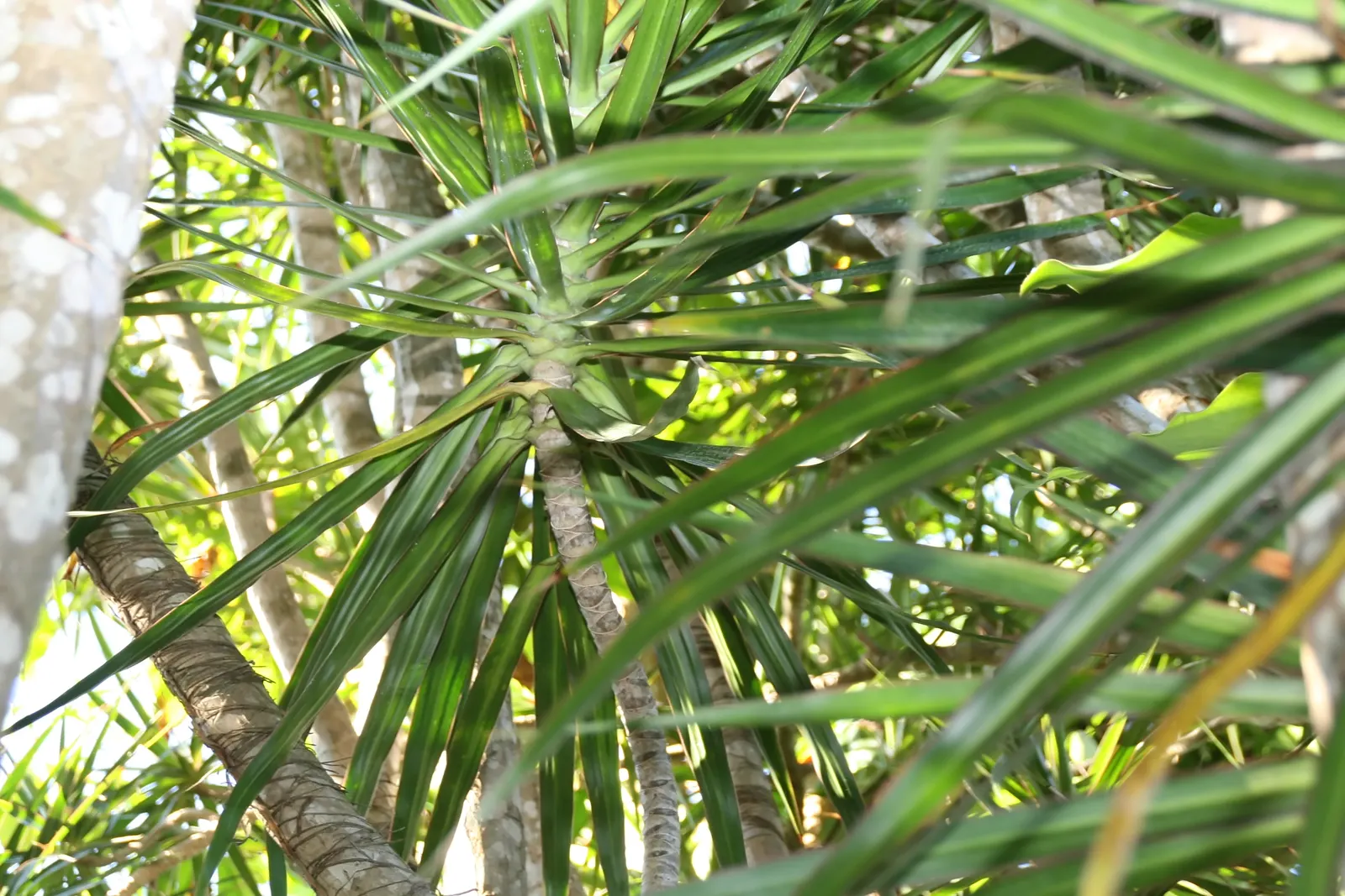 Red-Edged Dracaena (Dracaena Marginata) — although its signature red margins become most pronounced when the plant is placed in bright