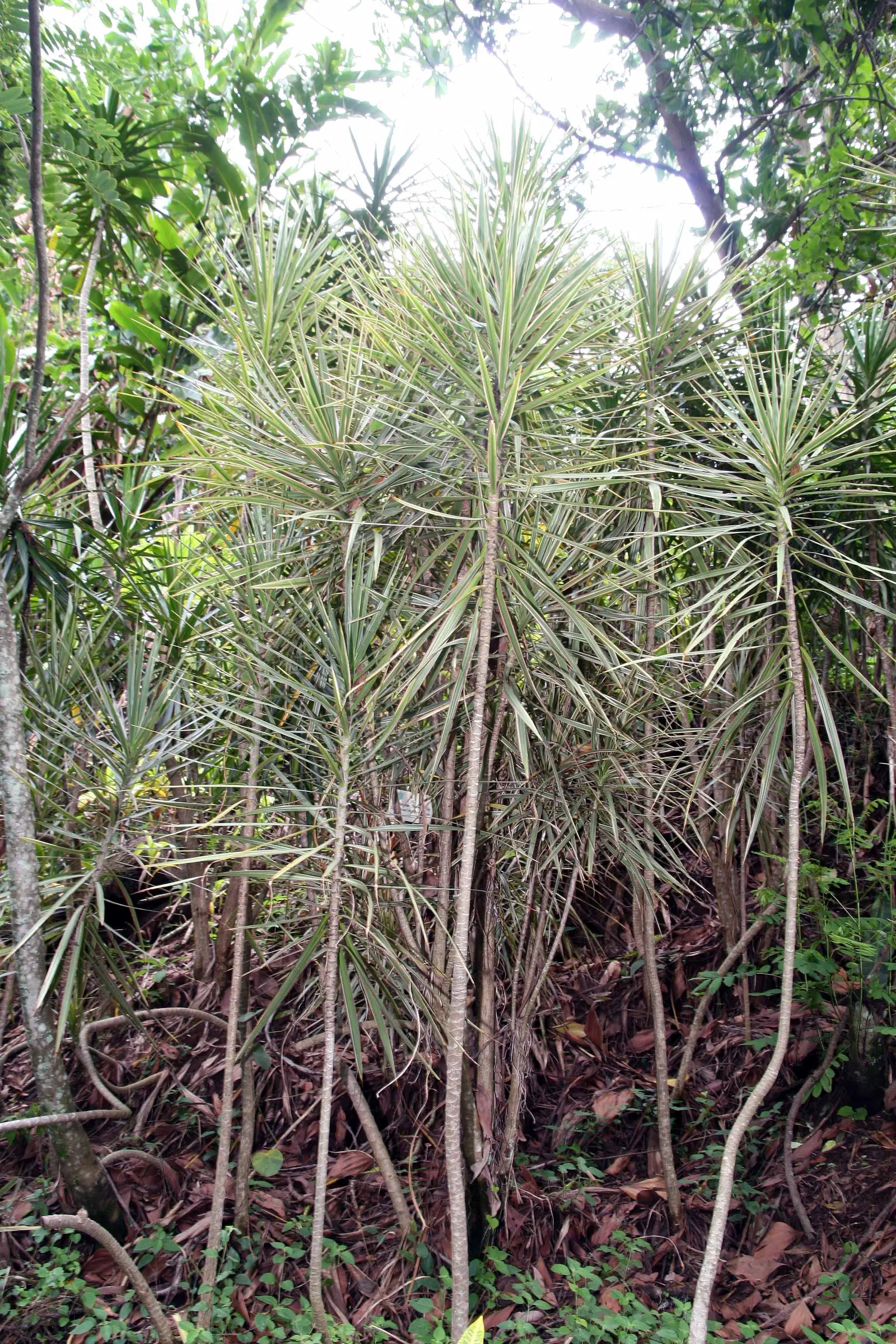 Red-Edged Dracaena (Dracaena Marginata) — tolerant to occasional neglect
