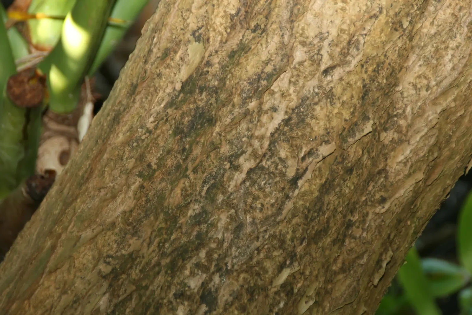 Red-Edged Dracaena (Dracaena Marginata) — Dracaena marginata prospers in partial shade to indirect sunlight; with a watering schedule that allows the soil to