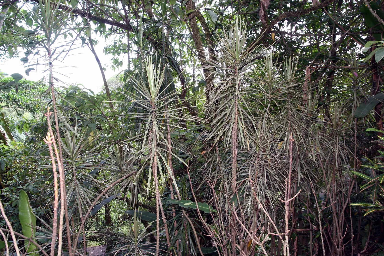 Red-Edged Dracaena (Dracaena Marginata) — Dracaena marginata, also known as the Red-Edged Chevron Plant, is a striking, low-maintenance evergreen, image 73