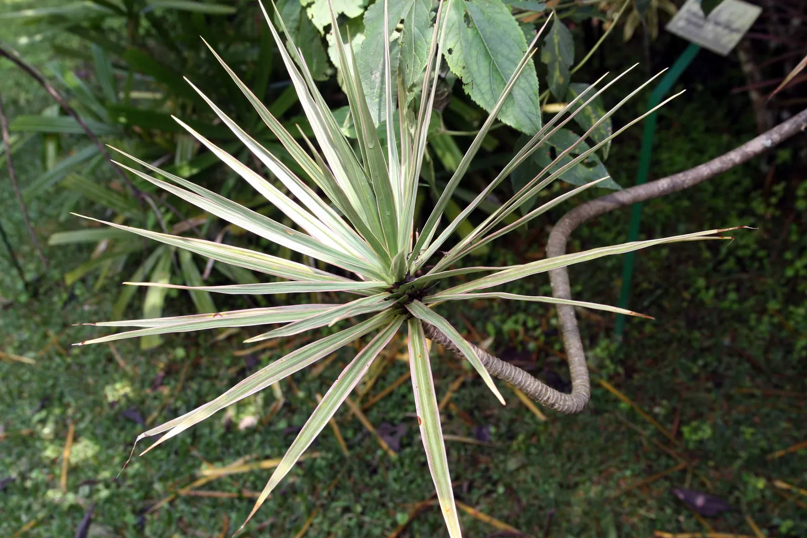Red-Edged Dracaena (Dracaena Marginata) — The Red-Edged Chevron Plant; this species flourishes in well-draining soil and requires moderate moisture, image 78