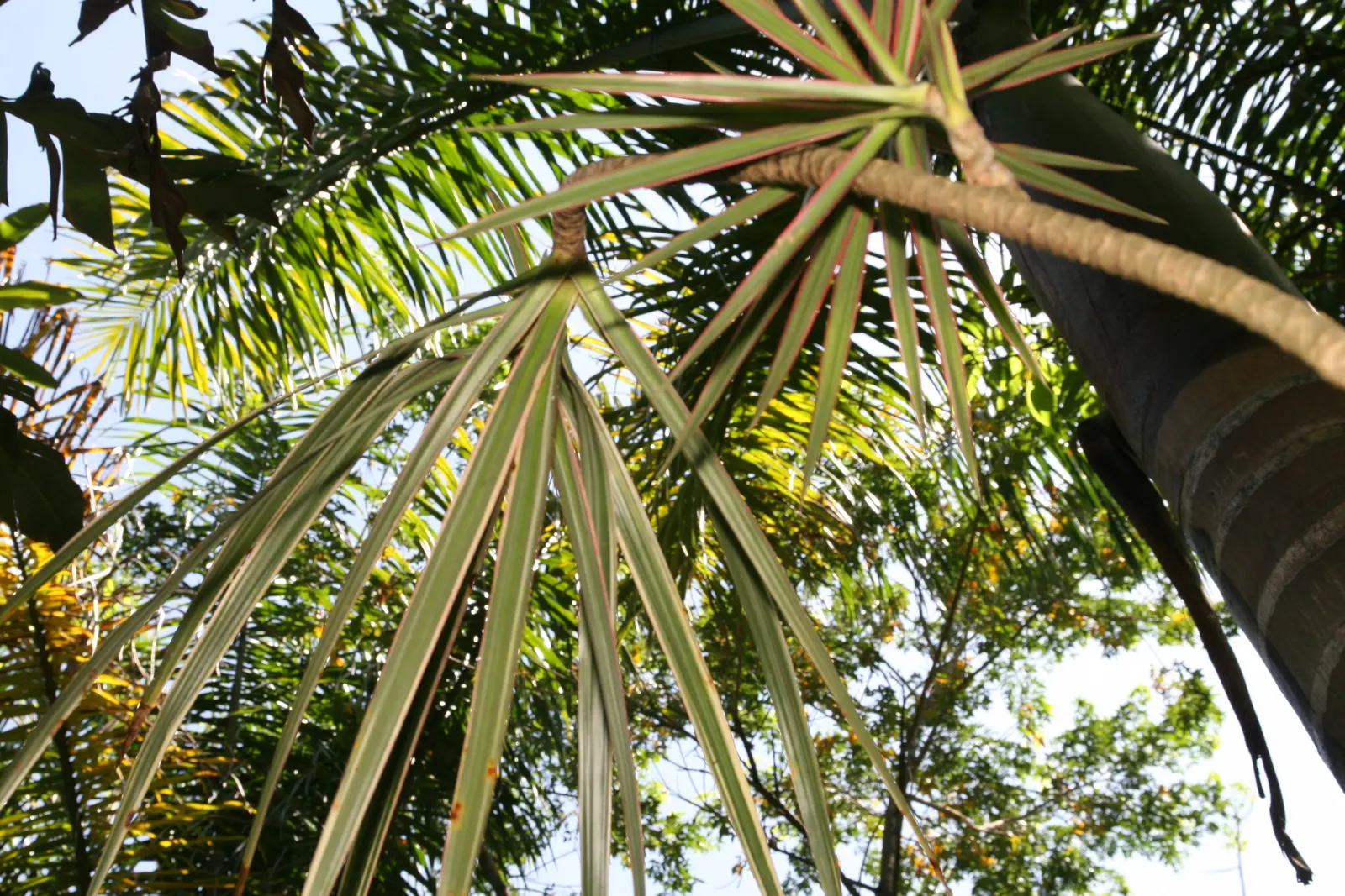 Red-Edged Dracaena (Dracaena Marginata) — it acts as a natural air purifier; arching leaves that boast vibrant red edges, image 91