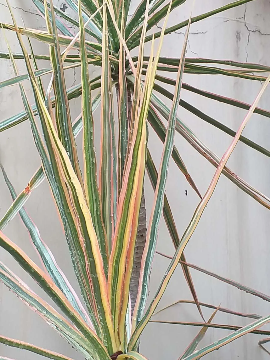 Red-Edged Dracaena (Dracaena Marginata) — Mature specimens can reach up to 10 feet tall with a spread of 3 feet; making it ideal for busy homeowners wishing