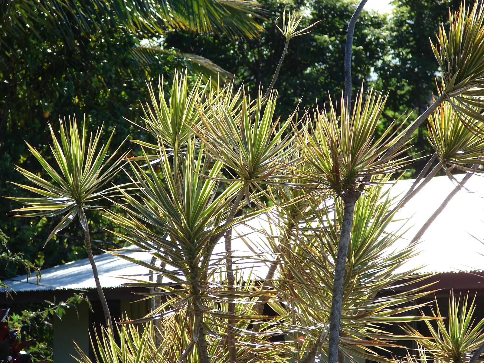 Red-Edged Dracaena (Dracaena Marginata) — Mature specimens can reach up to 10 feet tall with a spread of 3 feet; making it ideal for busy, image 75