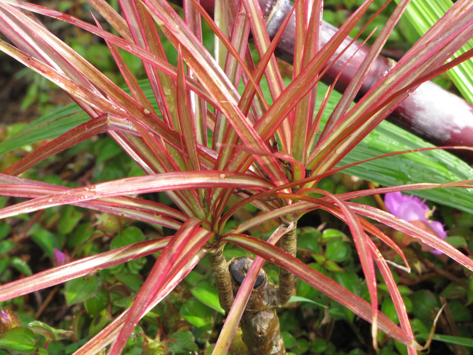 Red-Edged Dracaena (Dracaena Marginata) — The Red-Edged Chevron Plant; this species flourishes in well-draining soil and requires moderate moisture