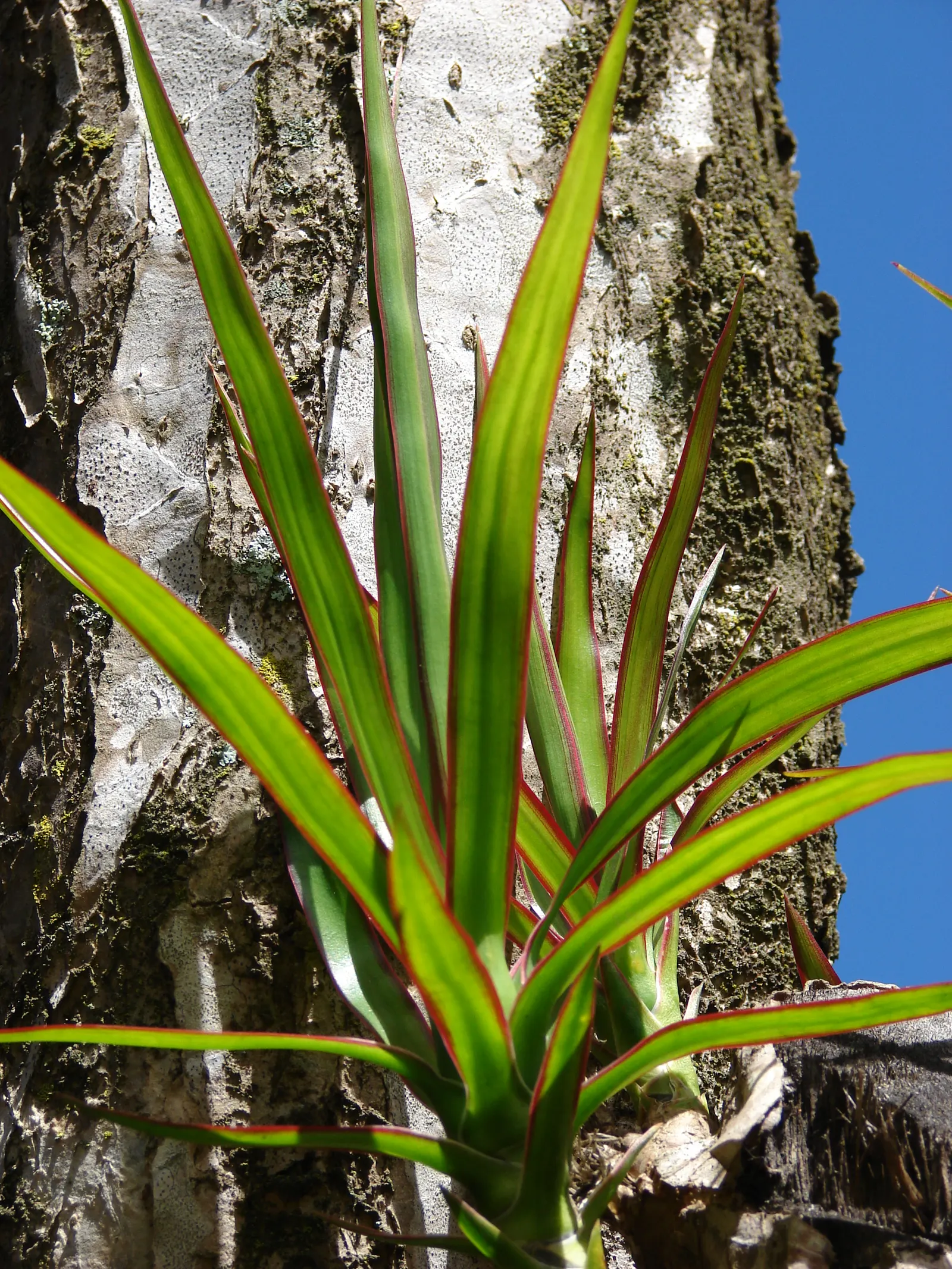 Red-Edged Dracaena (Dracaena Marginata) — is a striking and durable addition to any landscape or interior setting; its vertical growth and bold, image 80