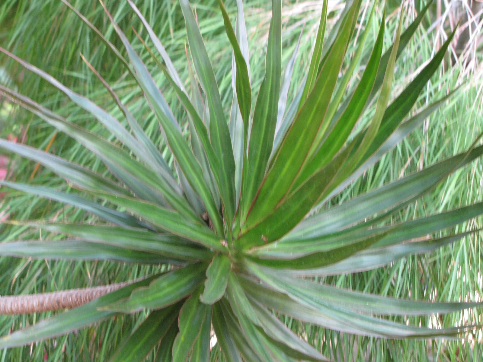 Red-Edged Dracaena (Dracaena Marginata) — creating a balanced and harmonious aesthetic; although its signature red margins become most pronounced when the