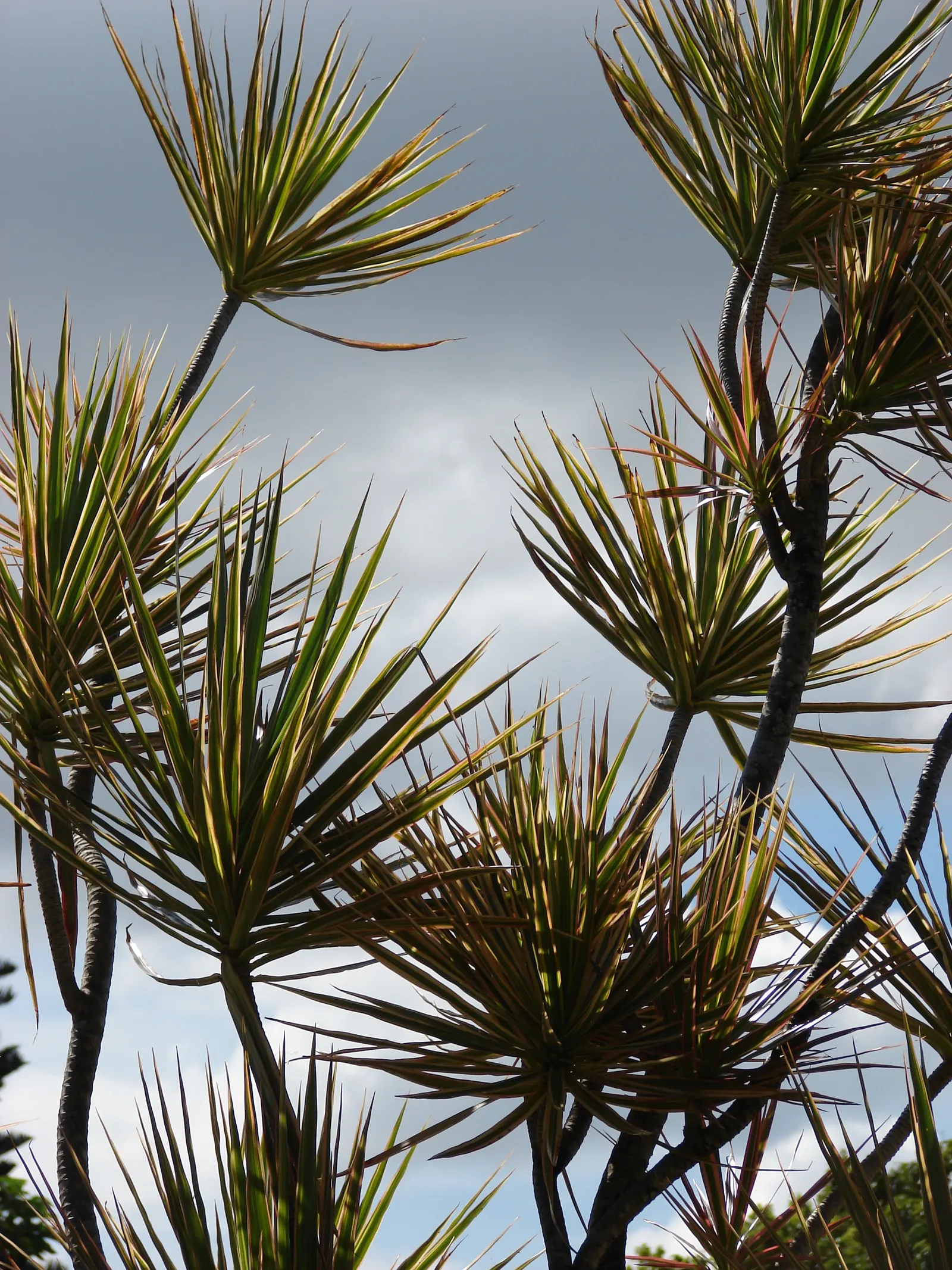 Red-Edged Dracaena (Dracaena Marginata) — scientifically known as Dracaena marginata