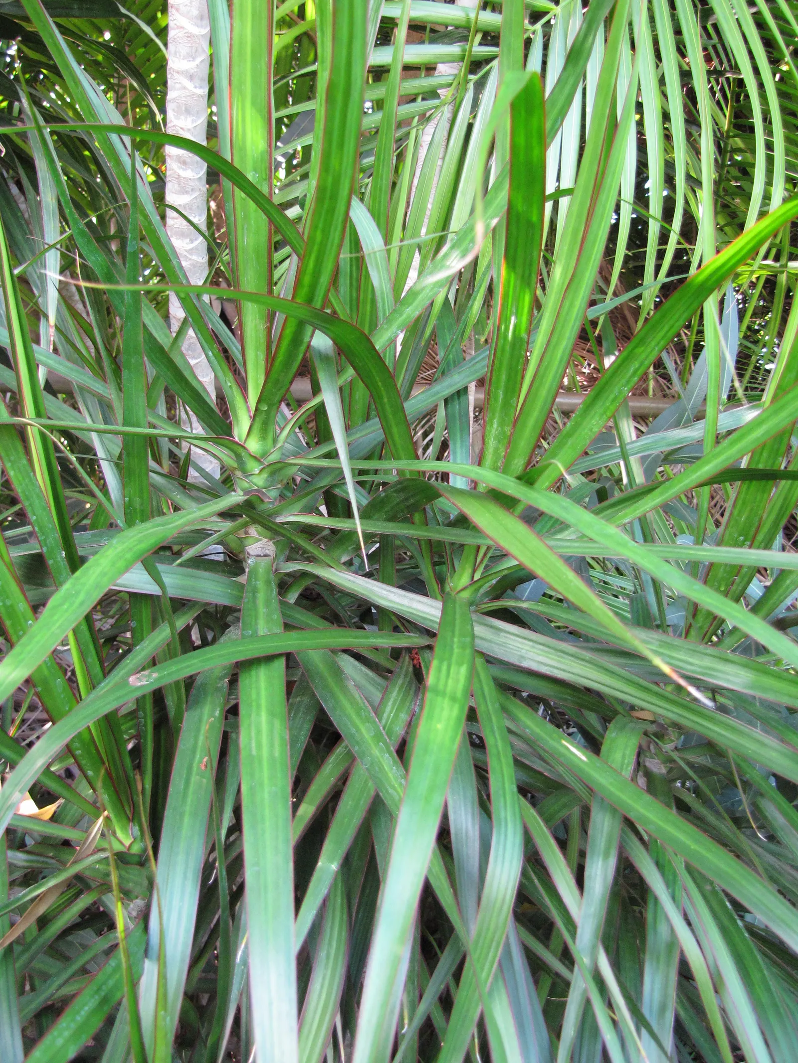 Red-Edged Dracaena (Dracaena Marginata) — Mature specimens can reach heights of 10 to 15 feet with a spread of 3 to 8 feet; this plant is recognized for its
