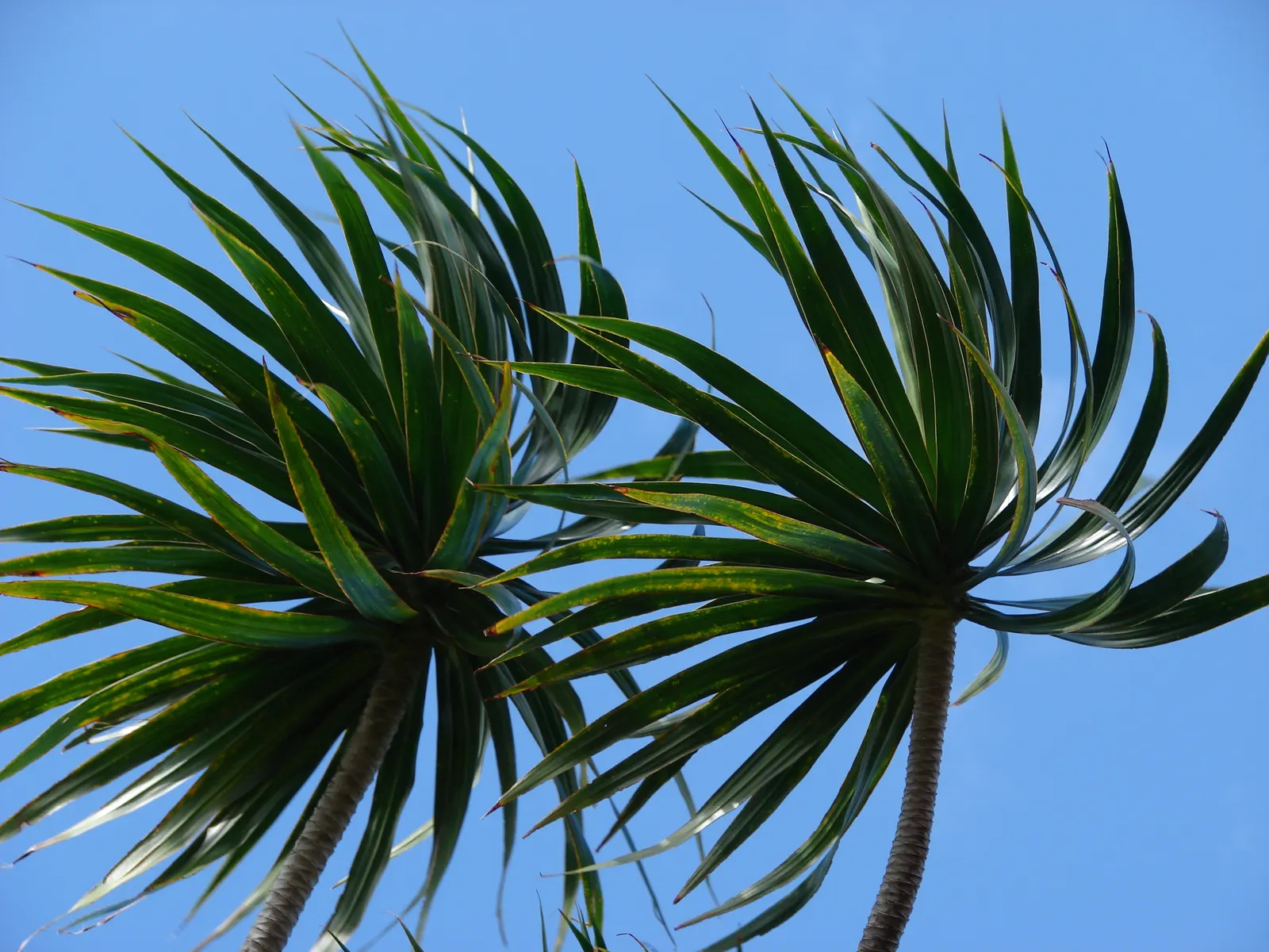 Red-Edged Dracaena (Dracaena Marginata) — Dracaena marginata, also known as the Red-Edged Chevron Plant, is a striking, low-maintenance evergreen; it prefers