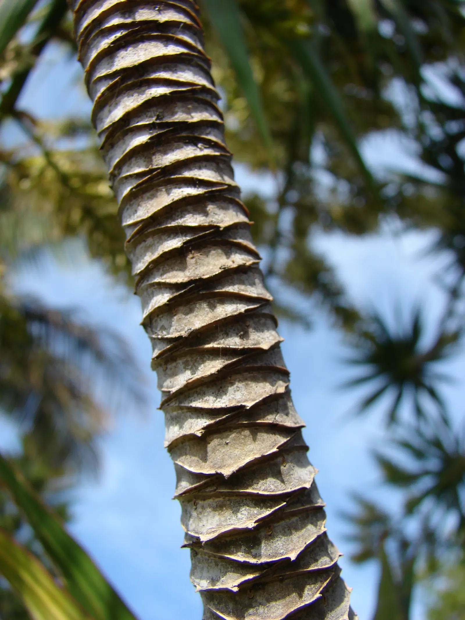 Red-Edged Dracaena (Dracaena Marginata) — scientifically known as Dracaena marginata; its architectural form pairs well with lower-growing, image 79