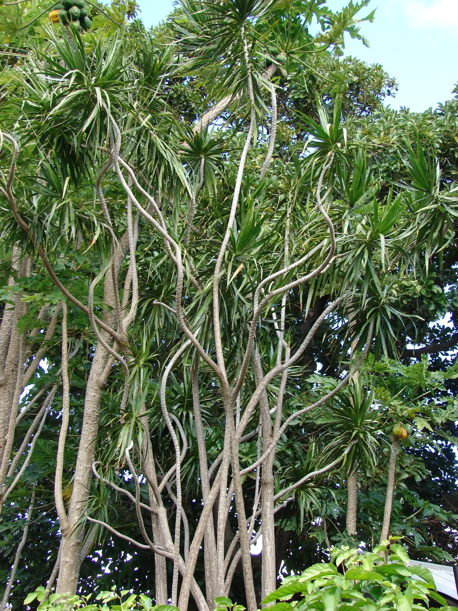 Red-Edged Dracaena (Dracaena Marginata) — consider using Dracaena marginata as a focal point in containers or as part of a mixed border; tree for, image 93