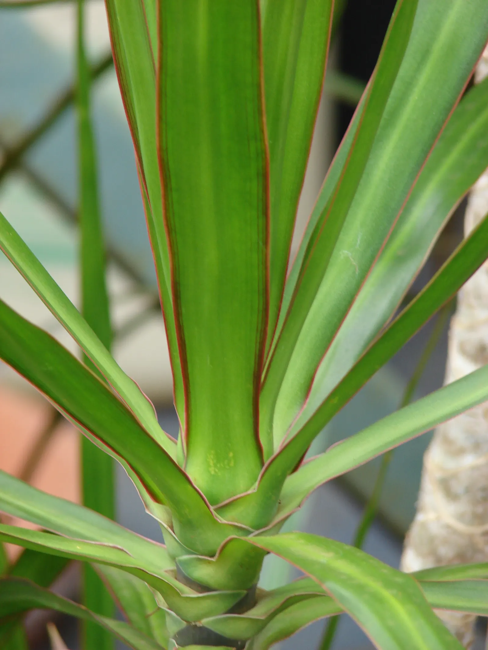 Red-Edged Dracaena (Dracaena Marginata) — arching leaves that boast vibrant red edges; it acts as a natural air purifier, image 58