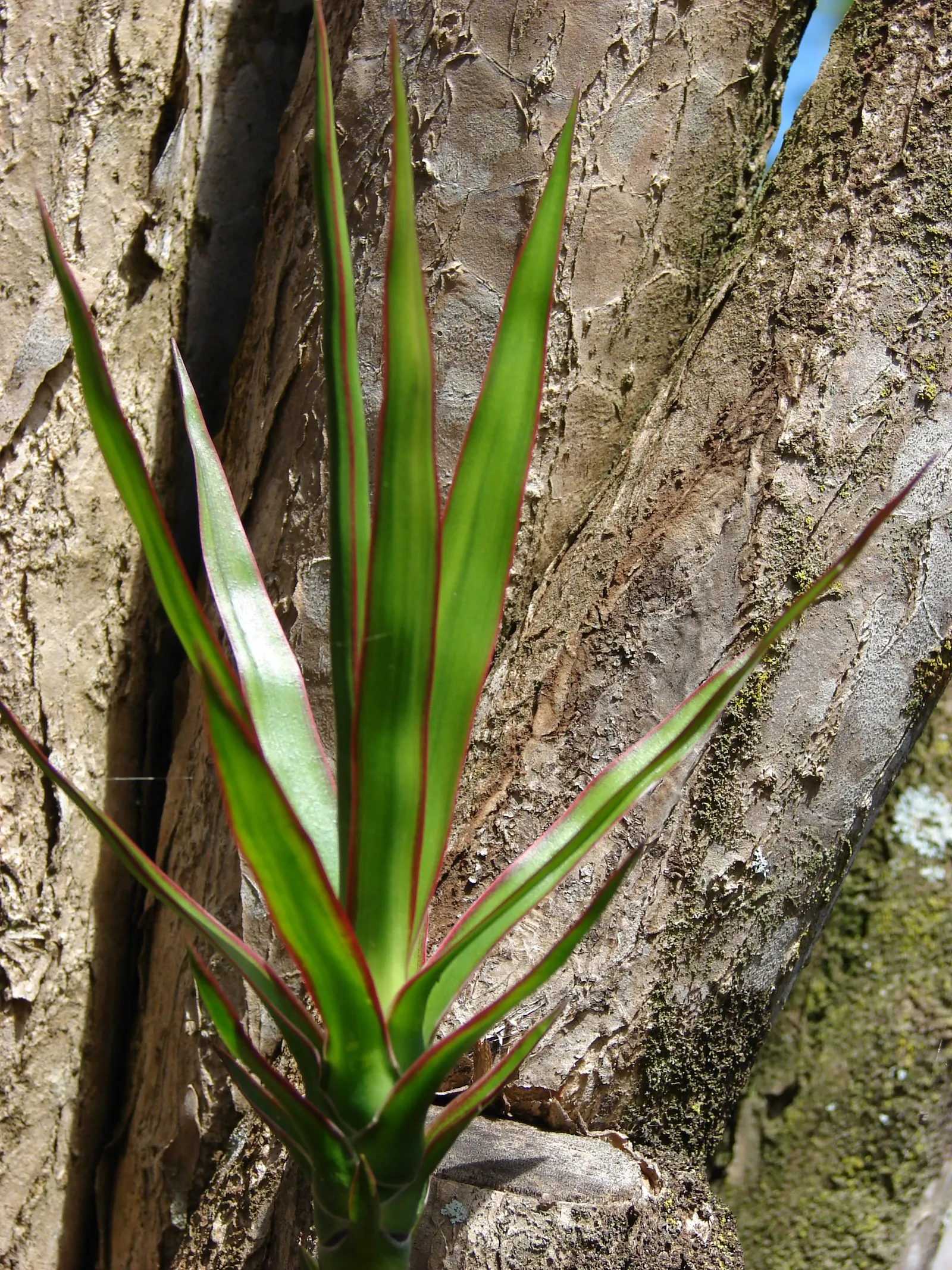 Red-Edged Dracaena (Dracaena Marginata) — tolerant to occasional neglect; removing indoor pollutants and improving air quality.<br><br>When, image 89