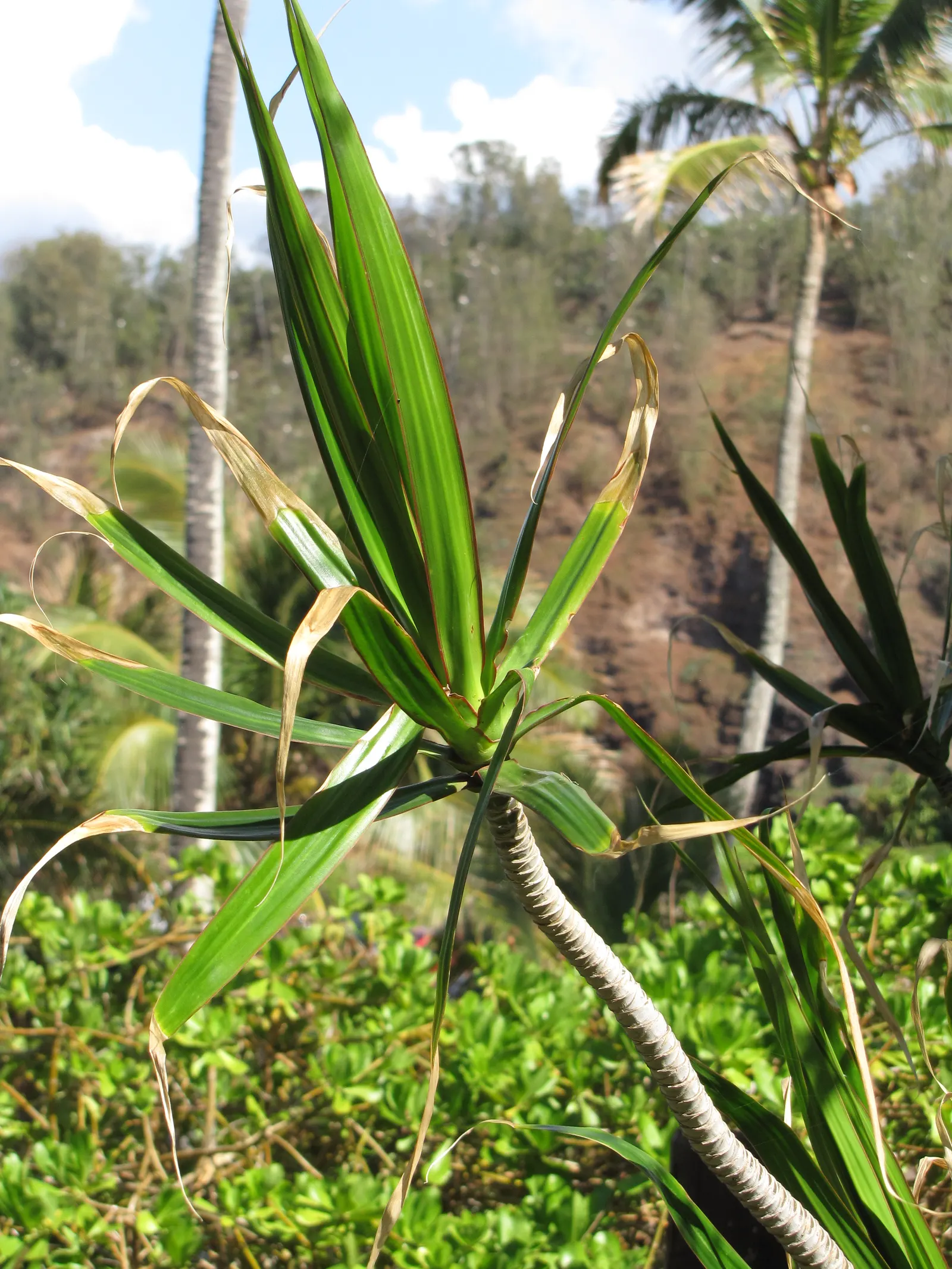 Red-Edged Dracaena (Dracaena Marginata) — Dracaena marginata prospers in partial shade to indirect sunlight