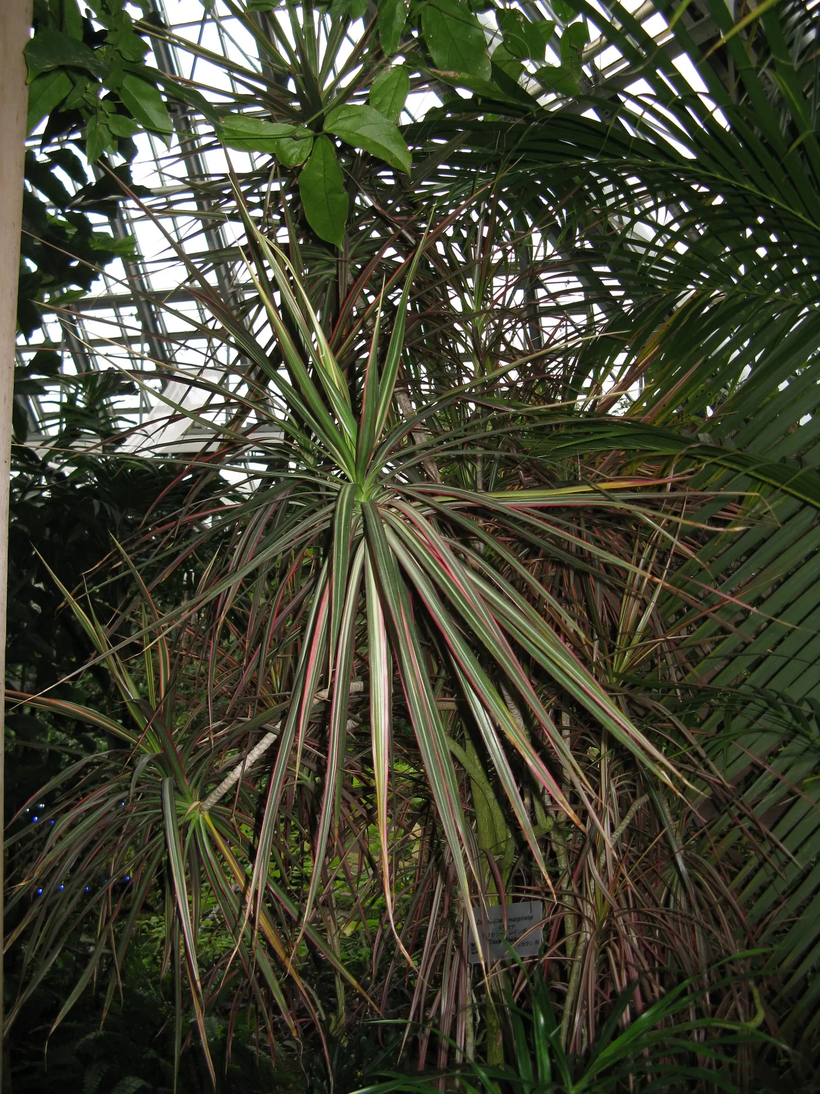 Red-Edged Dracaena (Dracaena Marginata) — It prefers indirect light and consistent moisture; dracaena marginata, also known as the Red-Edged, image 76