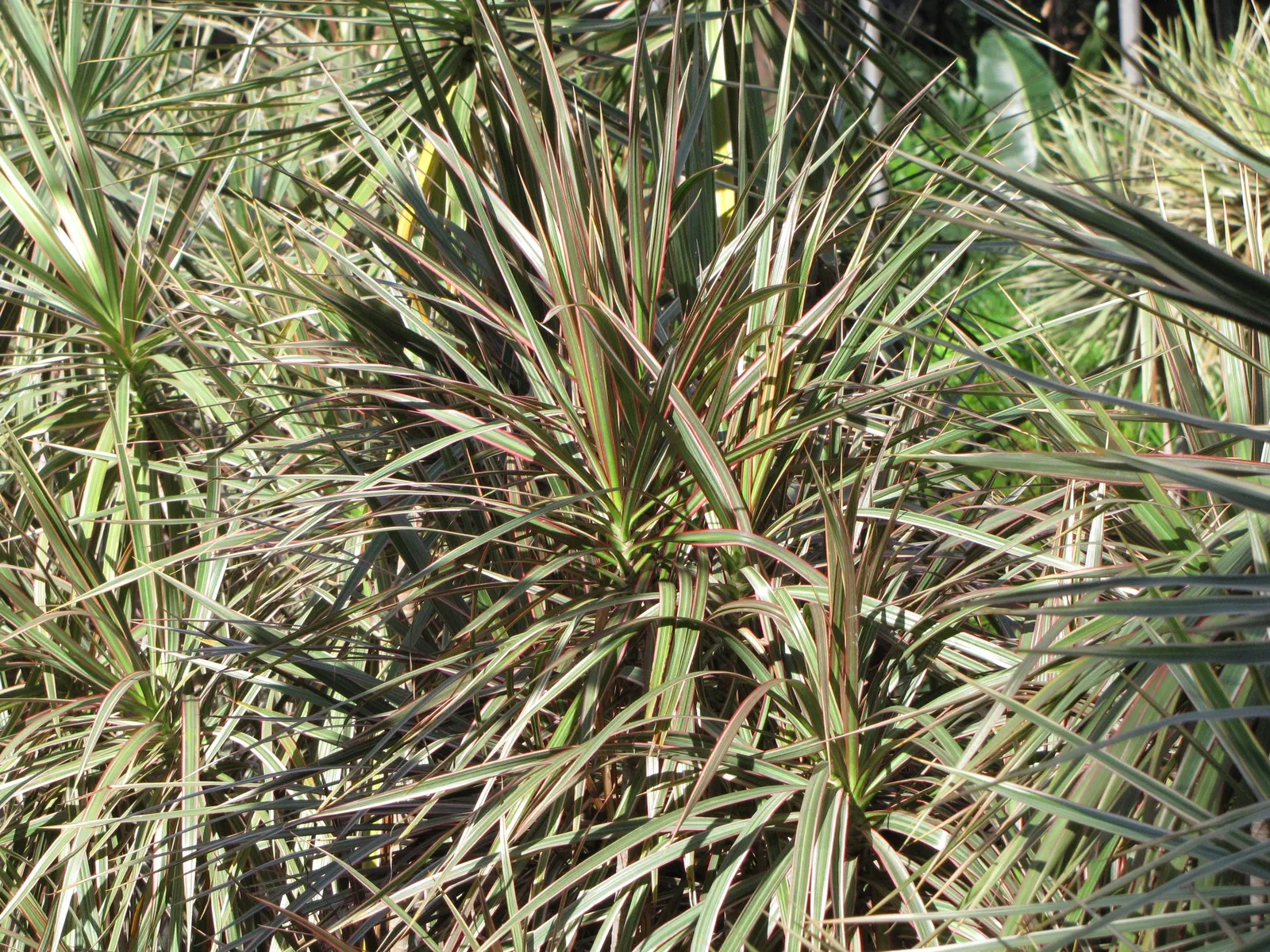 Red-Edged Dracaena (Dracaena Marginata) — creating a balanced and harmonious aesthetic; although its signature red margins become most pronounced, image 71
