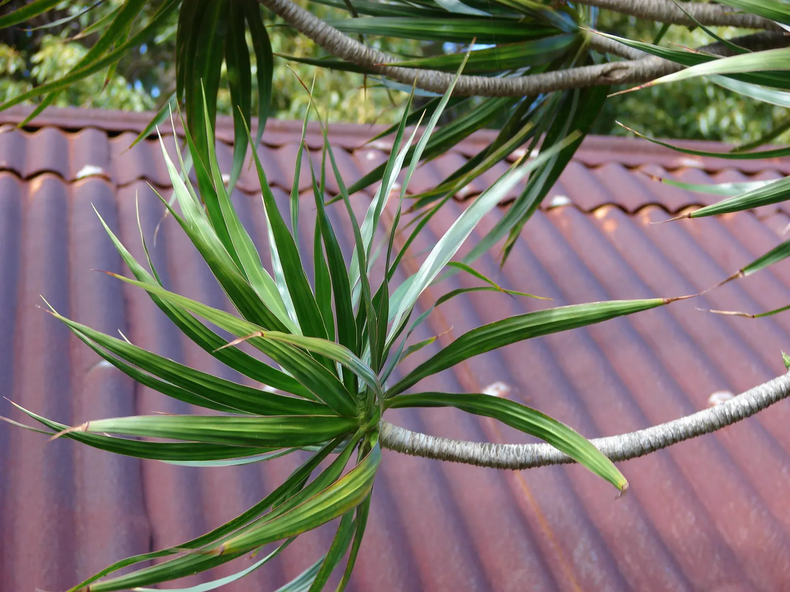 Red-Edged Dracaena (Dracaena Marginata) — tree for half or shade; consider using Dracaena marginata as a focal point in containers or as part of a mixed border