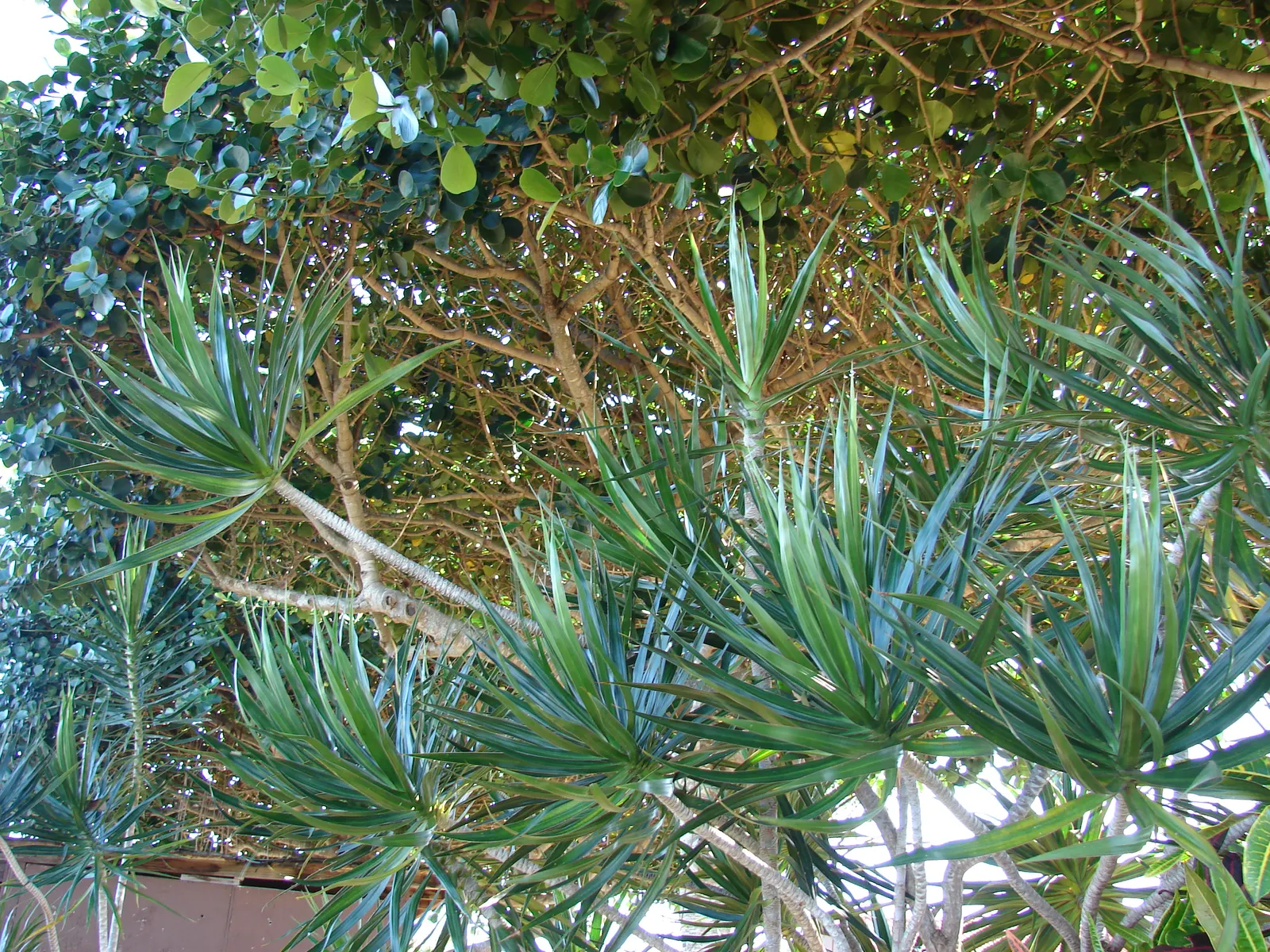 Red-Edged Dracaena (Dracaena Marginata) — Mature specimens can reach heights of 10 to 15 feet with a spread of 3 to 8 feet; this plant is, image 60