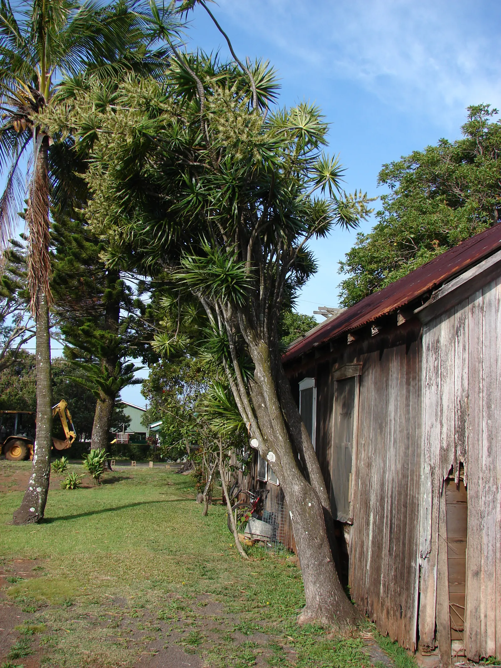 Red-Edged Dracaena (Dracaena Marginata) — Its architectural form pairs well with lower-growing; scientifically known as Dracaena marginata