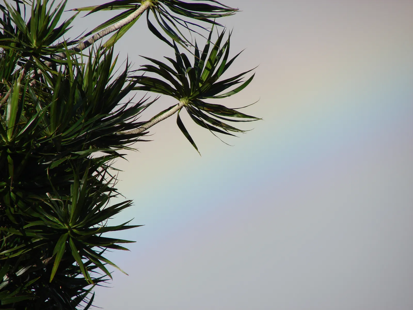 Red-Edged Dracaena (Dracaena Marginata) — making it ideal for busy homeowners wishing for a touch of the tropics without the upkeep; mature specimens can reach