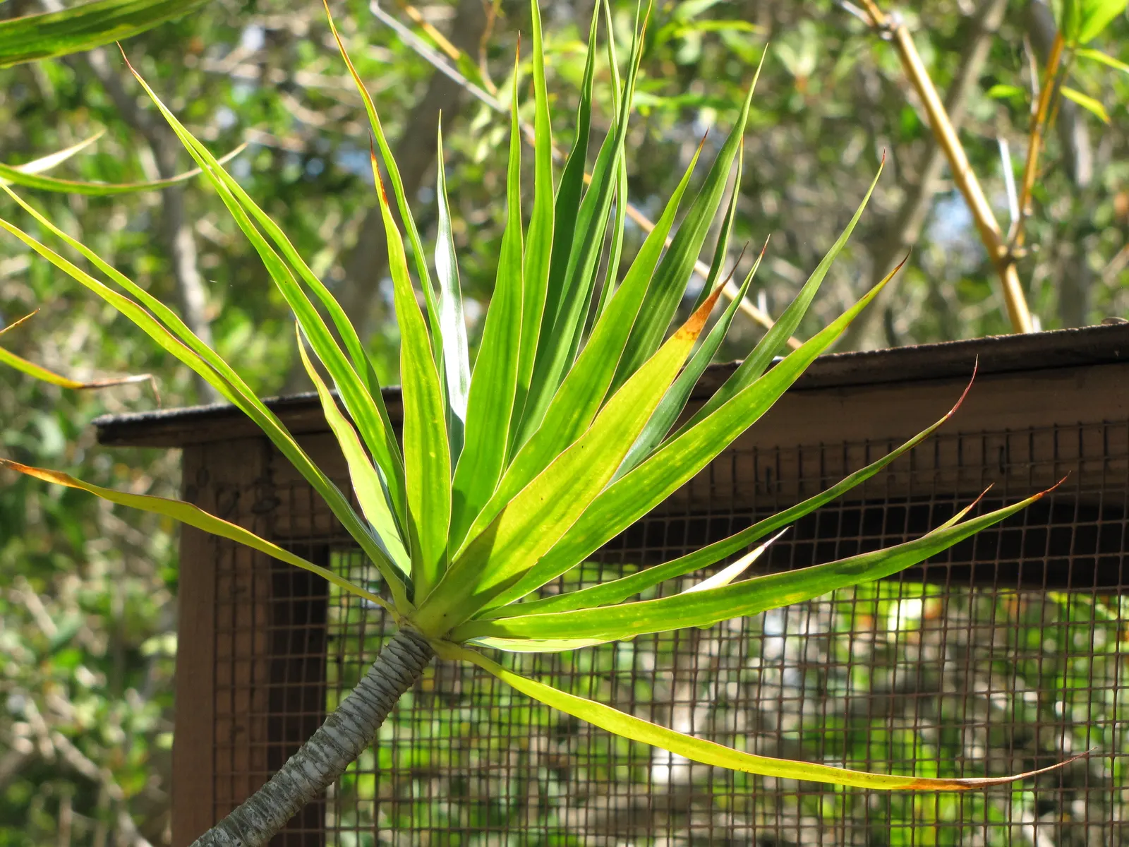 Red-Edged Dracaena (Dracaena Marginata) — consider using Dracaena marginata as a focal point in containers or as part of a mixed border
