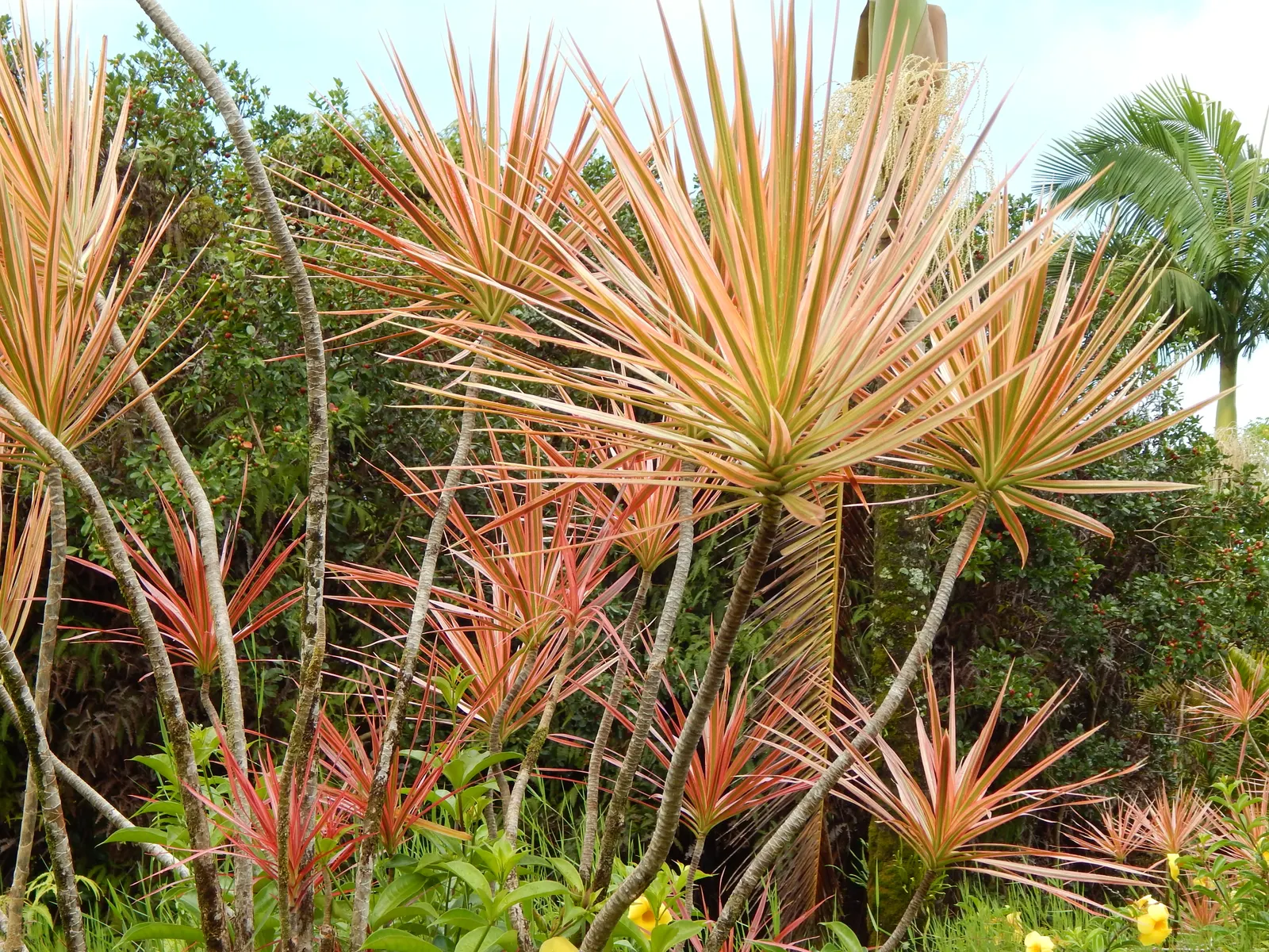 Red-Edged Dracaena (Dracaena Marginata) — arching leaves that boast vibrant red edges