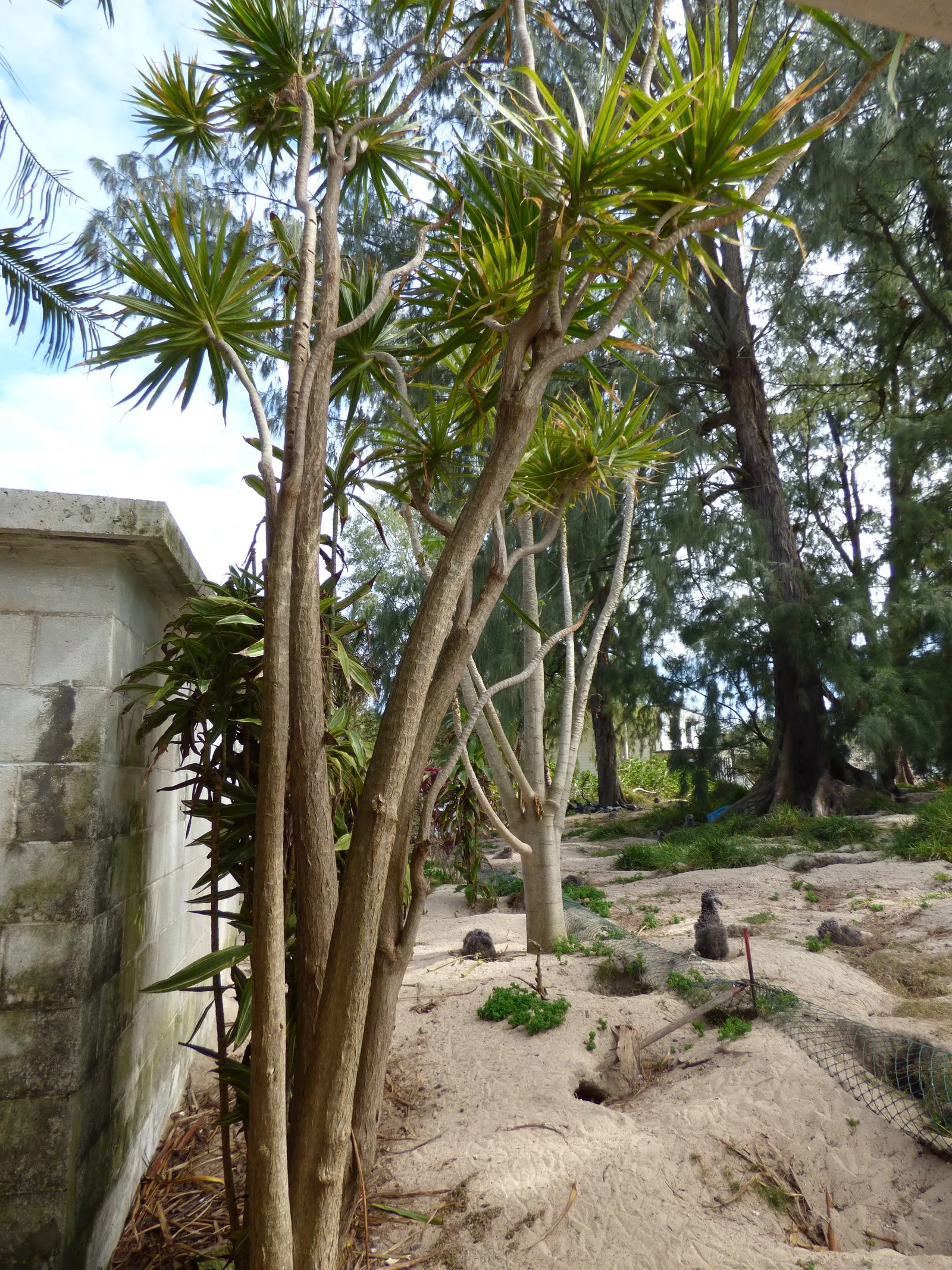 Red-Edged Dracaena (Dracaena Marginata) — Mature specimens can reach up to 10 feet tall with a spread of 3 feet