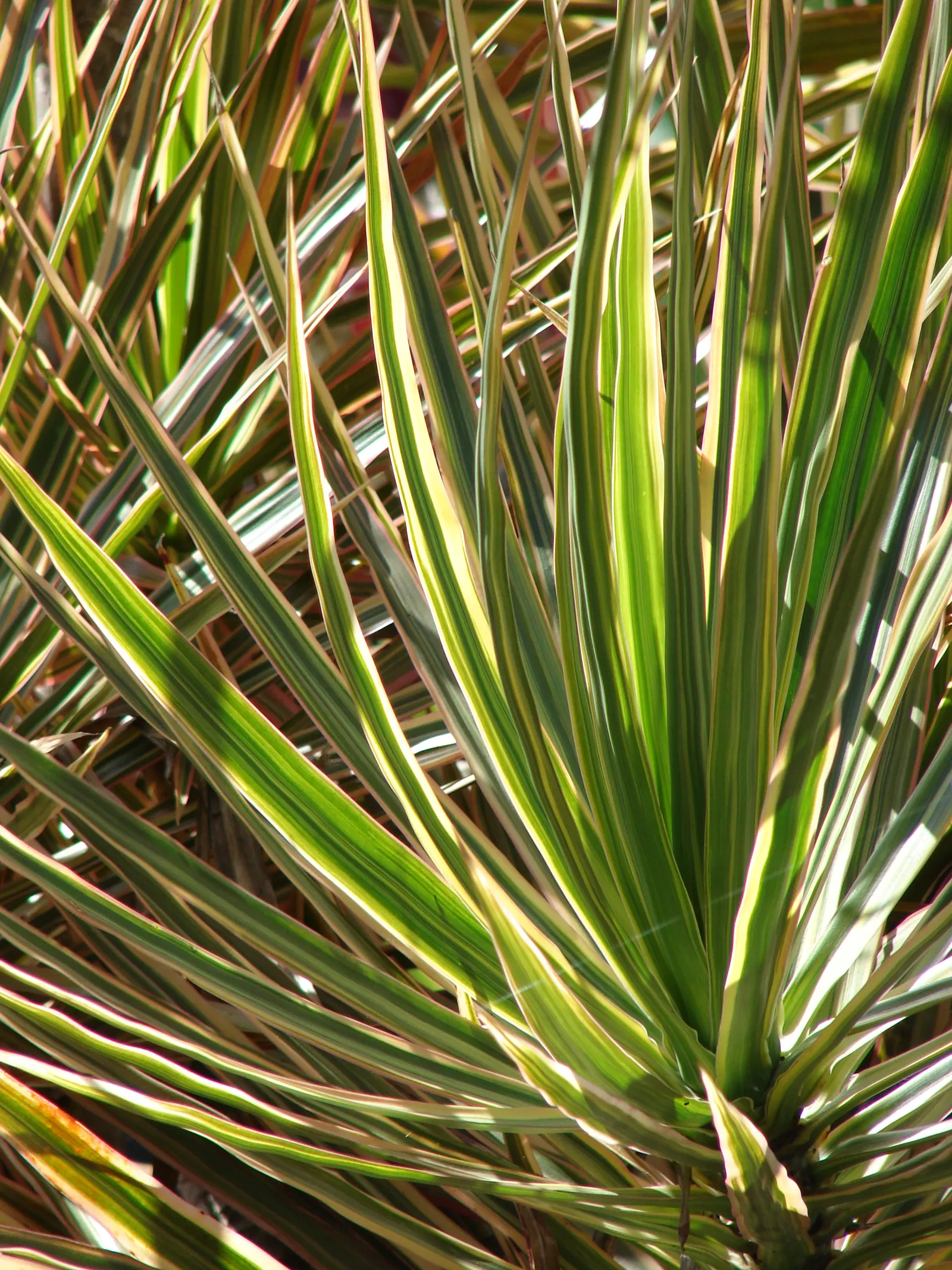 Red-Edged Dracaena (Dracaena Marginata) — scientifically known as Dracaena marginata; its architectural form pairs well with lower-growing