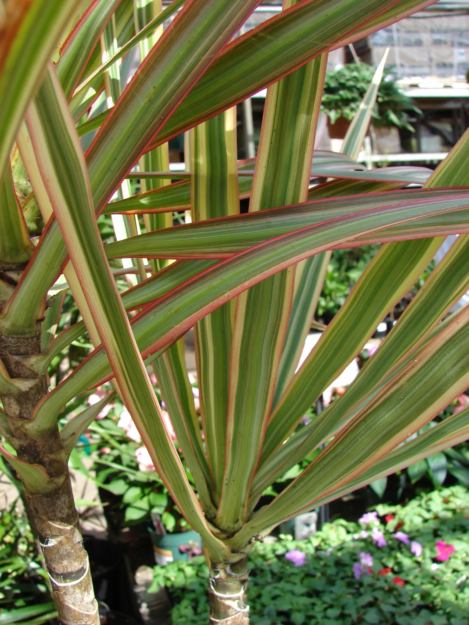 Red-Edged Dracaena (Dracaena Marginata) — It prefers indirect light and consistent moisture