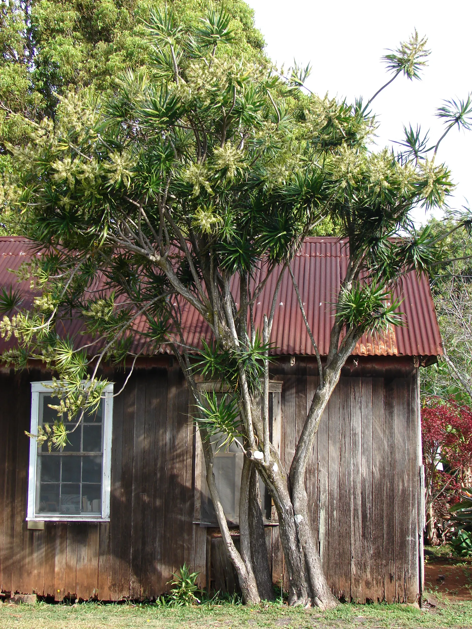 Red-Edged Dracaena (Dracaena Marginata) — making it ideal for busy homeowners wishing for a touch of the tropics without the upkeep; mature, image 66
