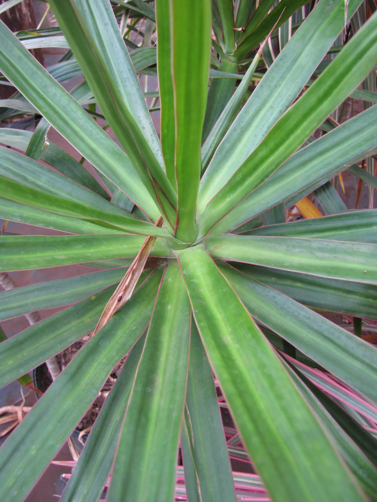 Red-Edged Dracaena (Dracaena Marginata) — with a watering schedule that allows the soil to dry slightly between sessions; dracaena marginata, image 64