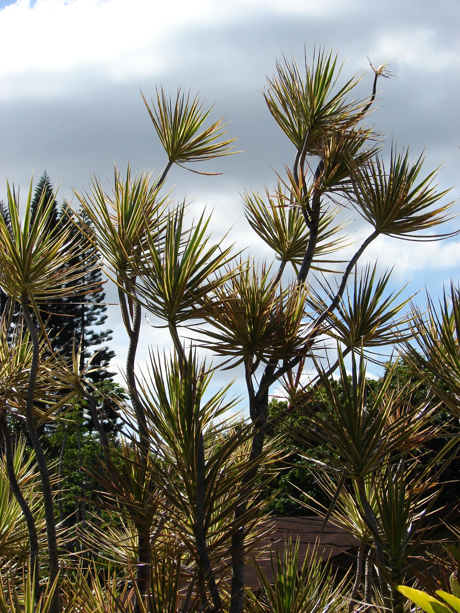 Red-Edged Dracaena (Dracaena Marginata) — tolerant to occasional neglect; removing indoor pollutants and improving air quality.<br><br>When, image 65