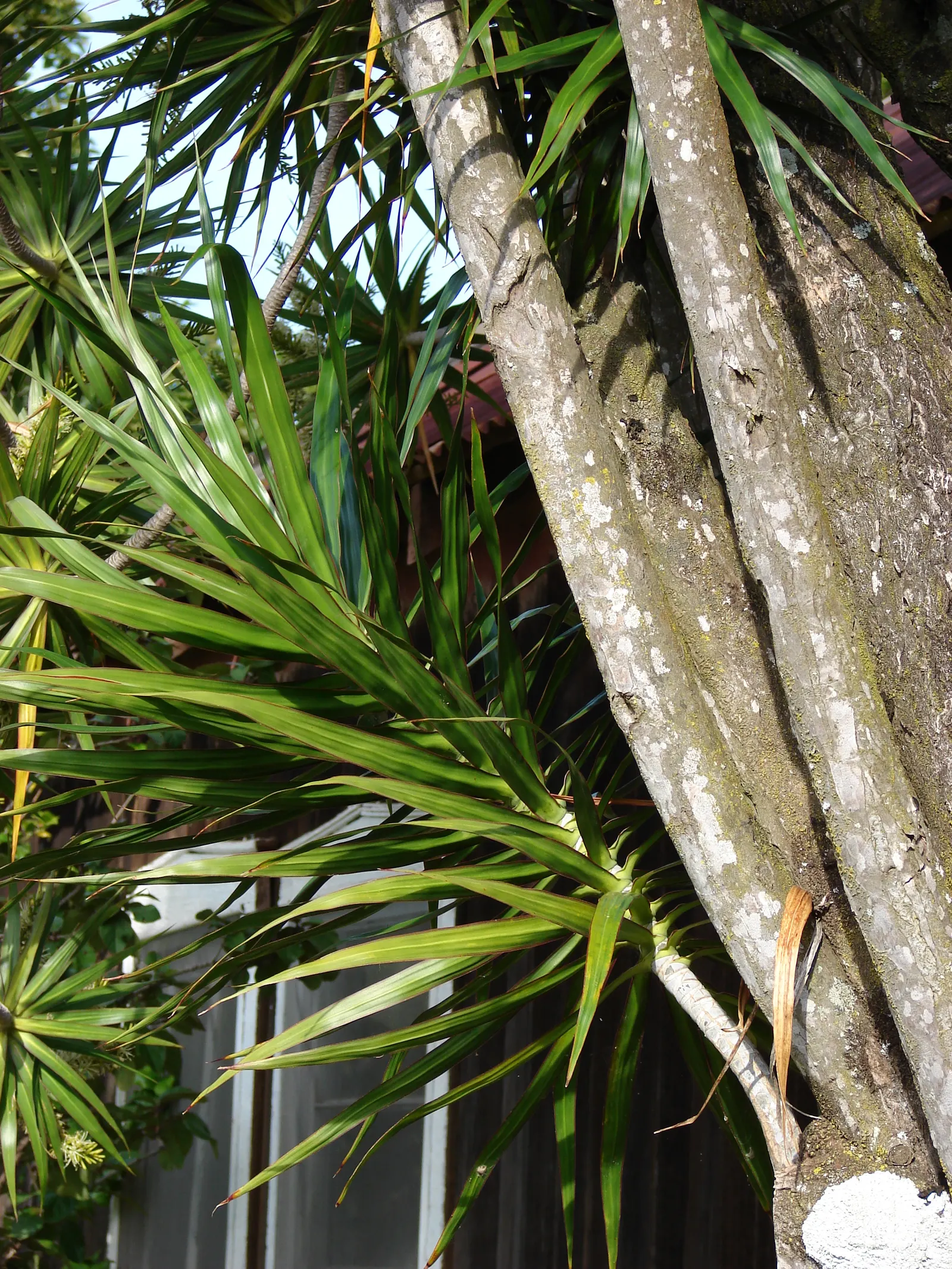 Red-Edged Dracaena (Dracaena Marginata) — It prefers indirect light and consistent moisture; dracaena marginata, also known as the Red-Edged, image 52