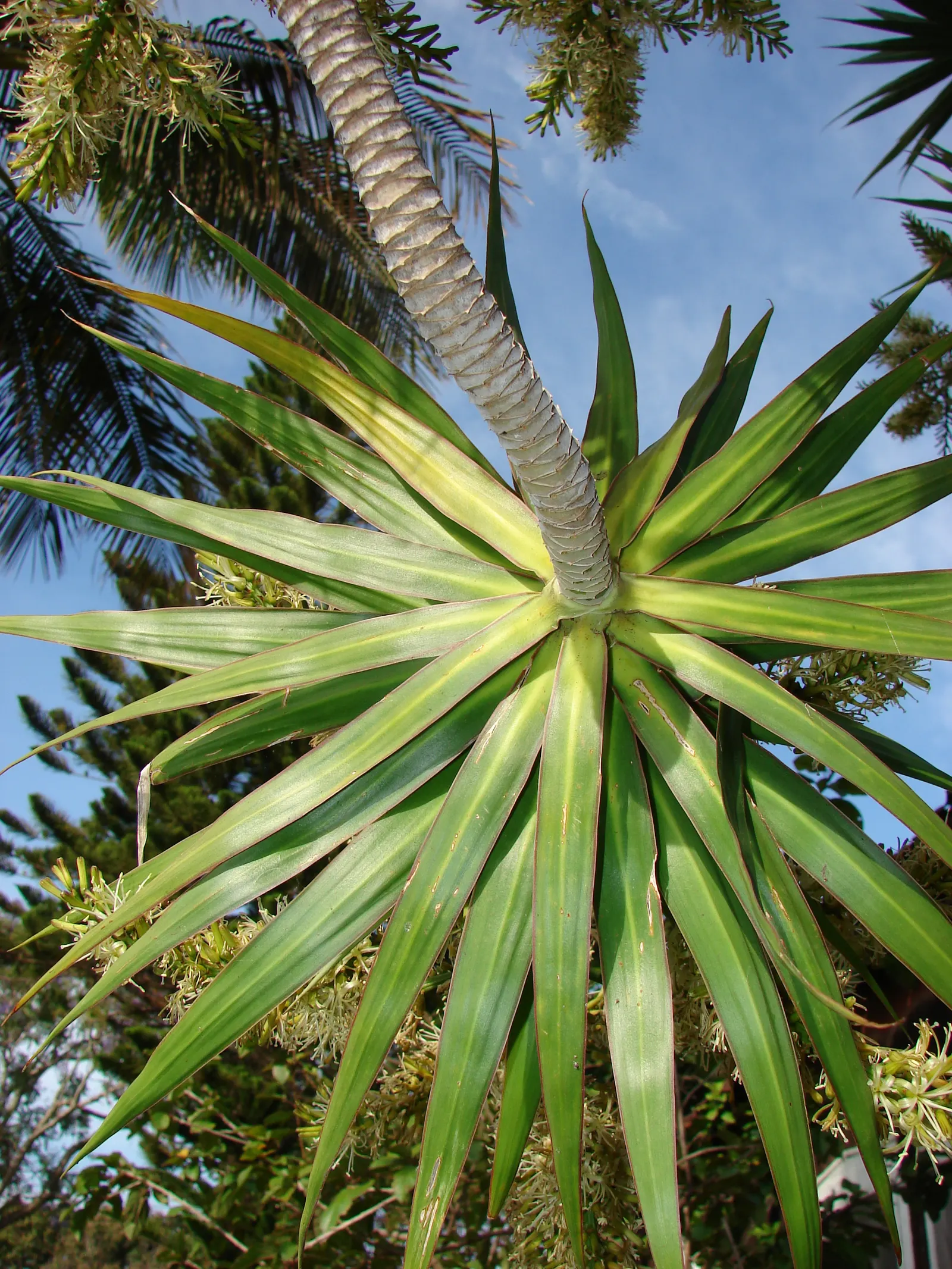 Red-Edged Dracaena (Dracaena Marginata) — This species flourishes in well-draining soil and requires moderate moisture; the Red-Edged Chevron Plant