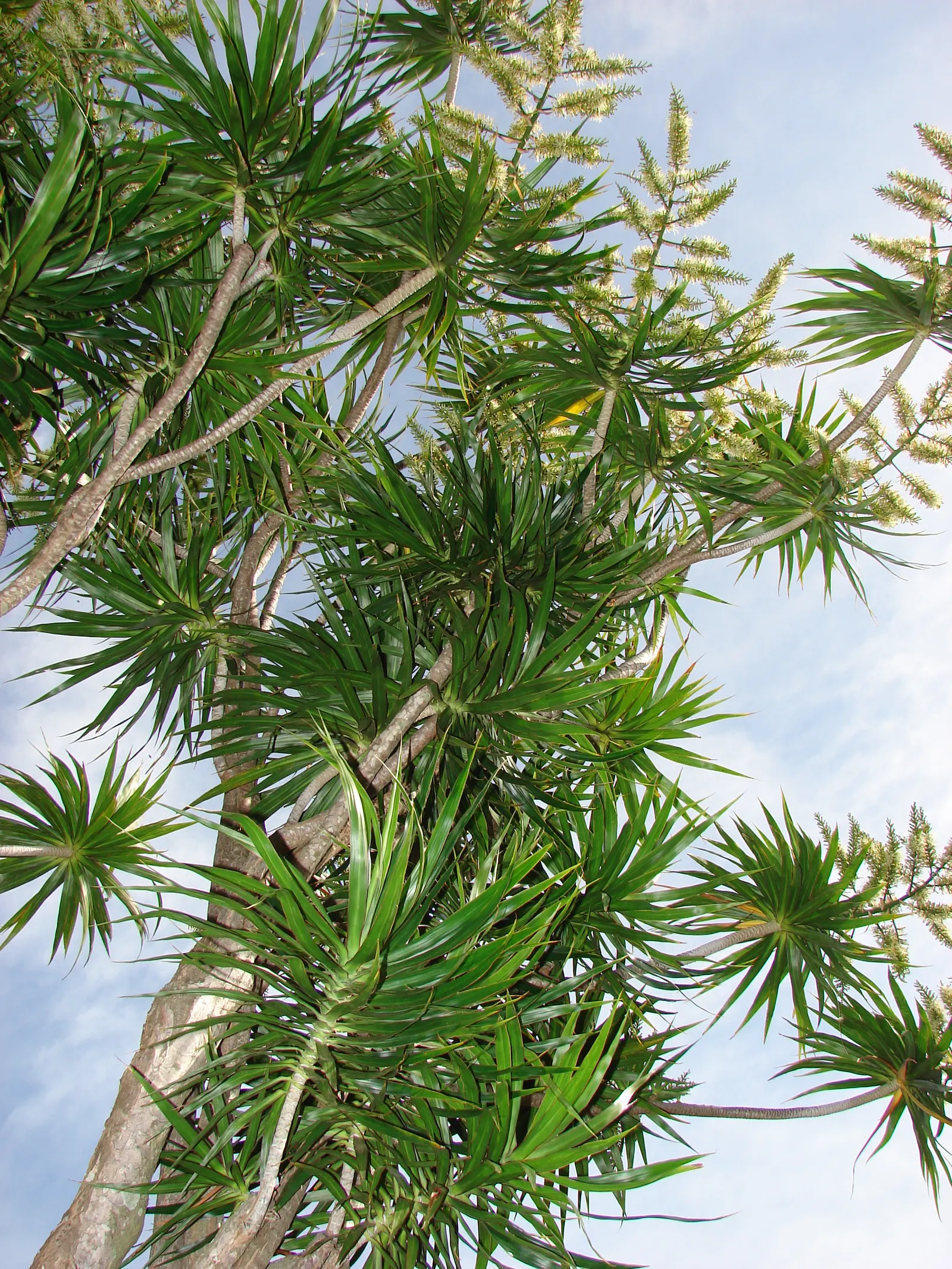 Red-Edged Dracaena (Dracaena Marginata) — with a watering schedule that allows the soil to dry slightly between sessions