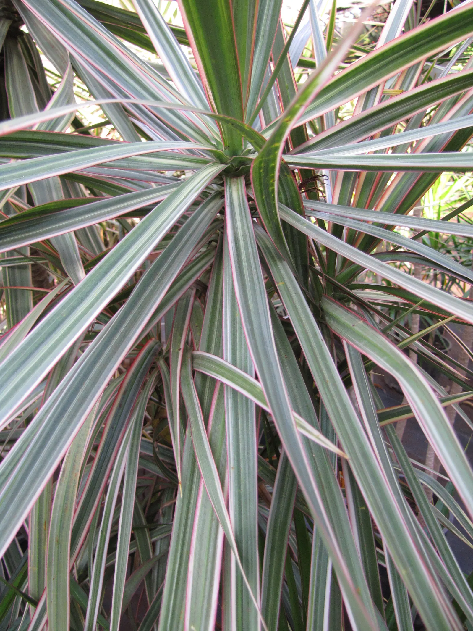 Red-Edged Dracaena (Dracaena Marginata) — The Red-Edged Chevron Plant; this species flourishes in well-draining soil and requires moderate moisture, image 54