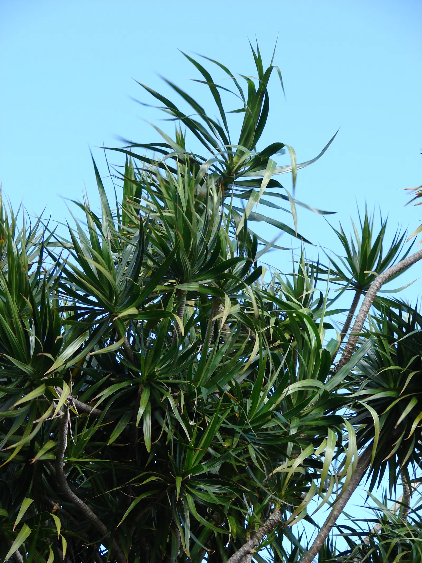Red-Edged Dracaena (Dracaena Marginata) — Dracaena marginata prospers in partial shade to indirect sunlight; with a watering schedule that allows, image 85