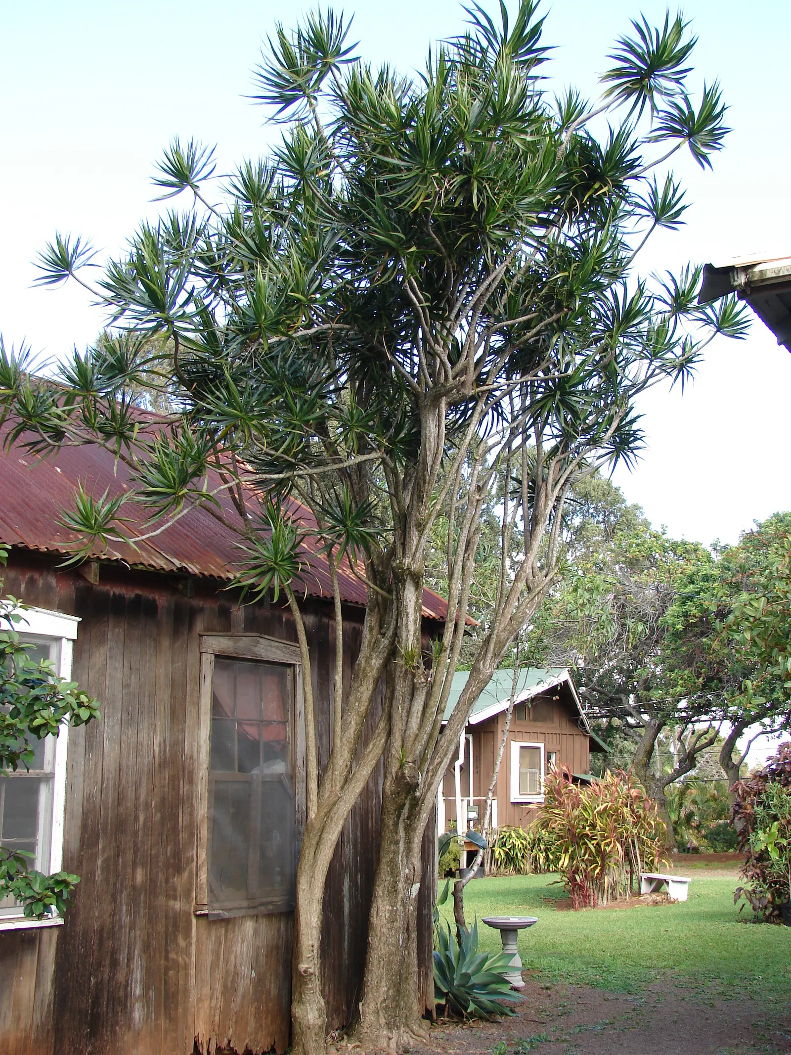 Red-Edged Dracaena (Dracaena Marginata) — Its architectural form pairs well with lower-growing; scientifically known as Dracaena marginata, image 70