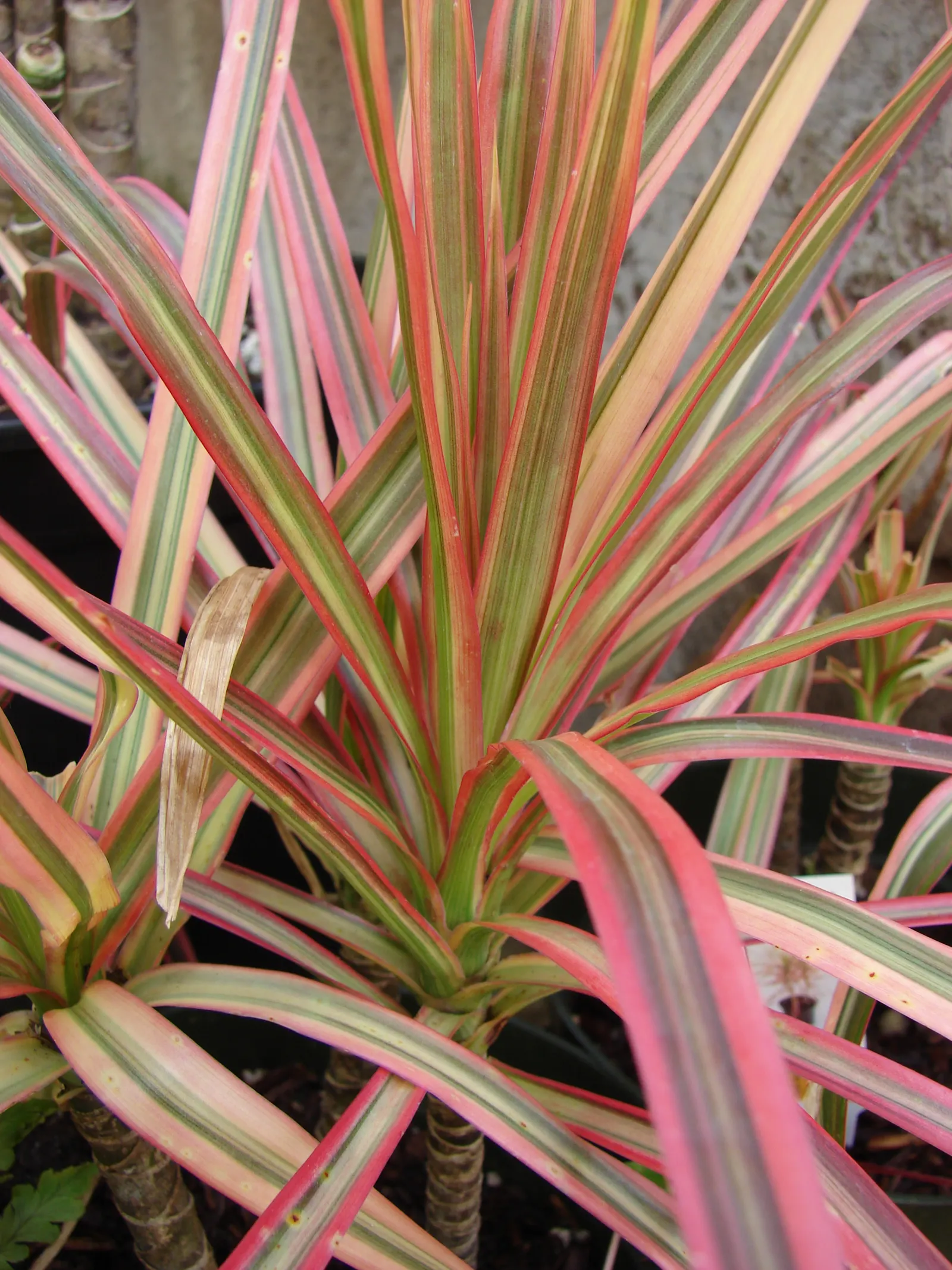 Red-Edged Dracaena (Dracaena Marginata) — removing indoor pollutants and improving air quality.<br><br>When designing a space; tolerant to, image 92