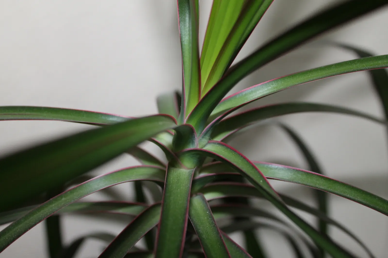 Red-Edged Dracaena (Dracaena Marginata) — although its signature red margins become most pronounced when the plant is placed in bright; creating a, image 86