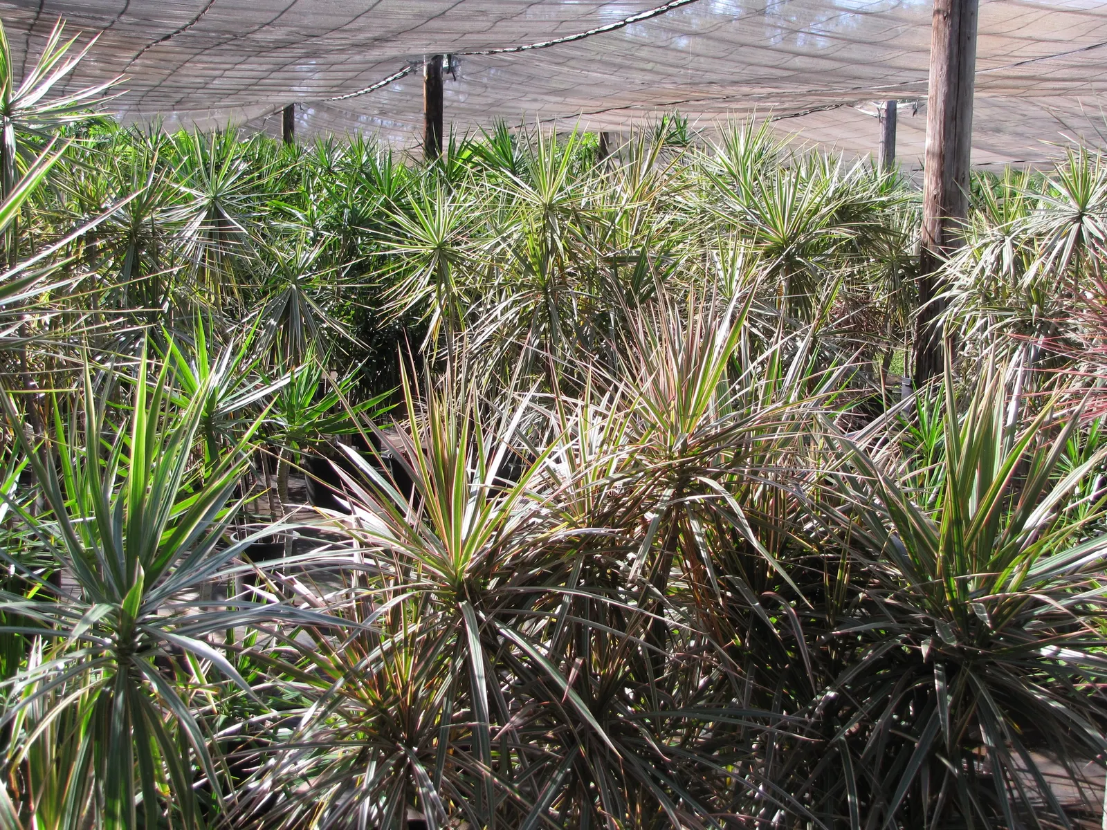 Red-Edged Dracaena (Dracaena Marginata) — Its vertical growth and bold foliage make it an ideal accent in minimalist or tropical landscapes; is a, image 53